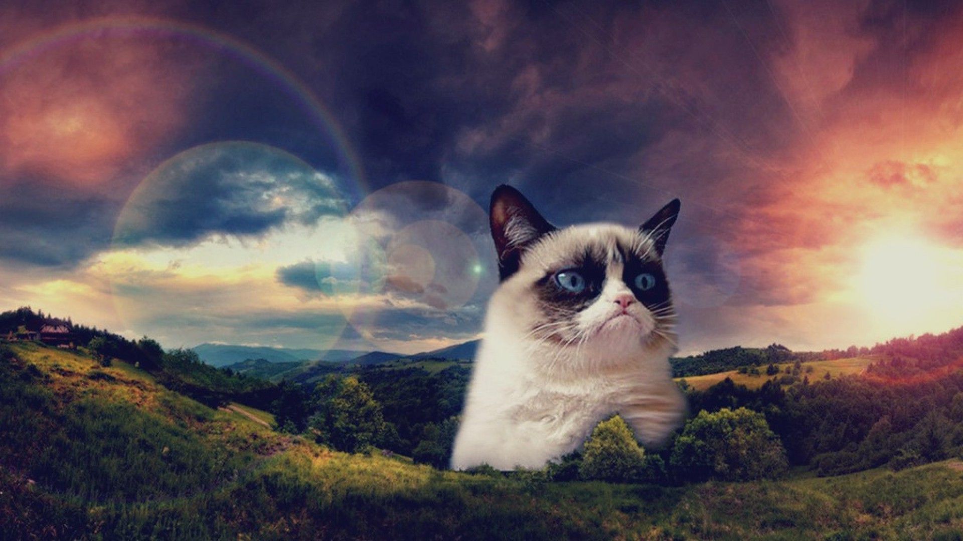 Gatto grigio su sintetizzatore spaziale, 1200x750 HD, Desktop