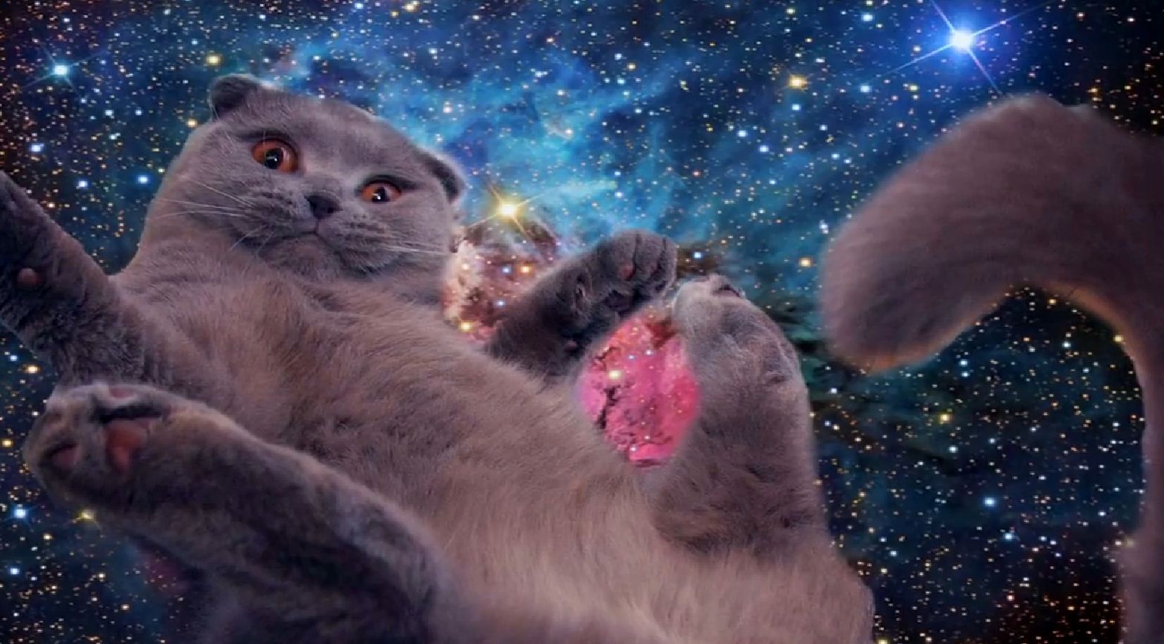 Gatto Grumpy Cat gigante paesaggio, 1920x1080 1080p, Laptop