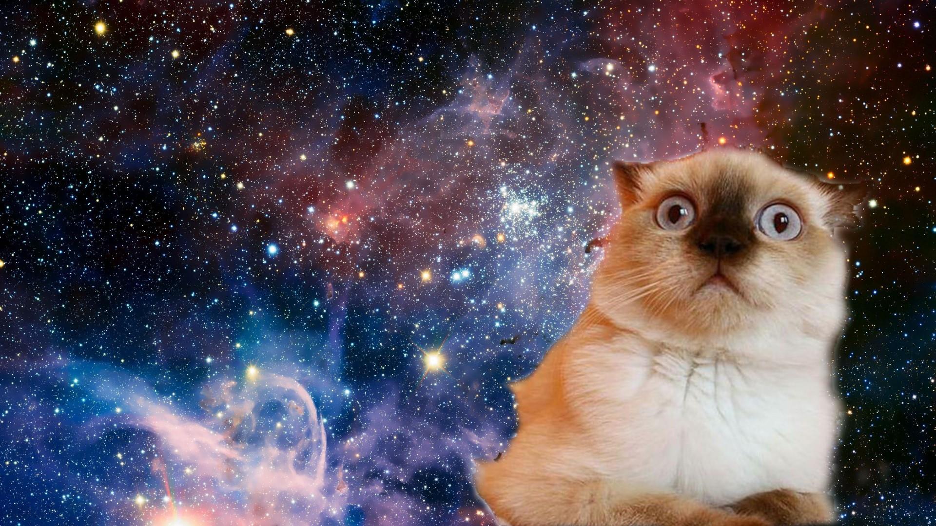 Gatto grigio nella galassia, 1651x914 HD Ready, Desktop