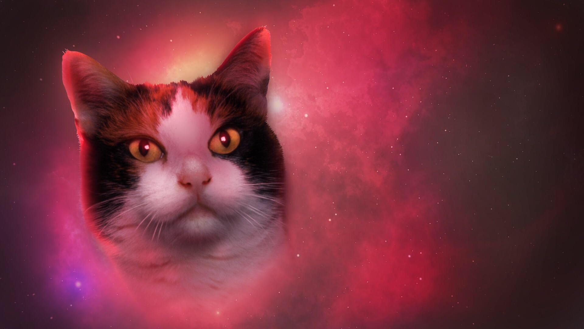Gatto robotico stile Tron, 1920x1080 Full HD, Desktop
