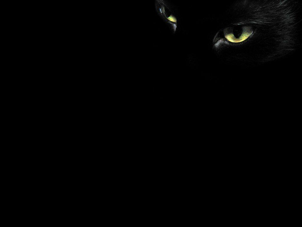 Occhi gatto nero al buio, 1024x768 HD, Desktop