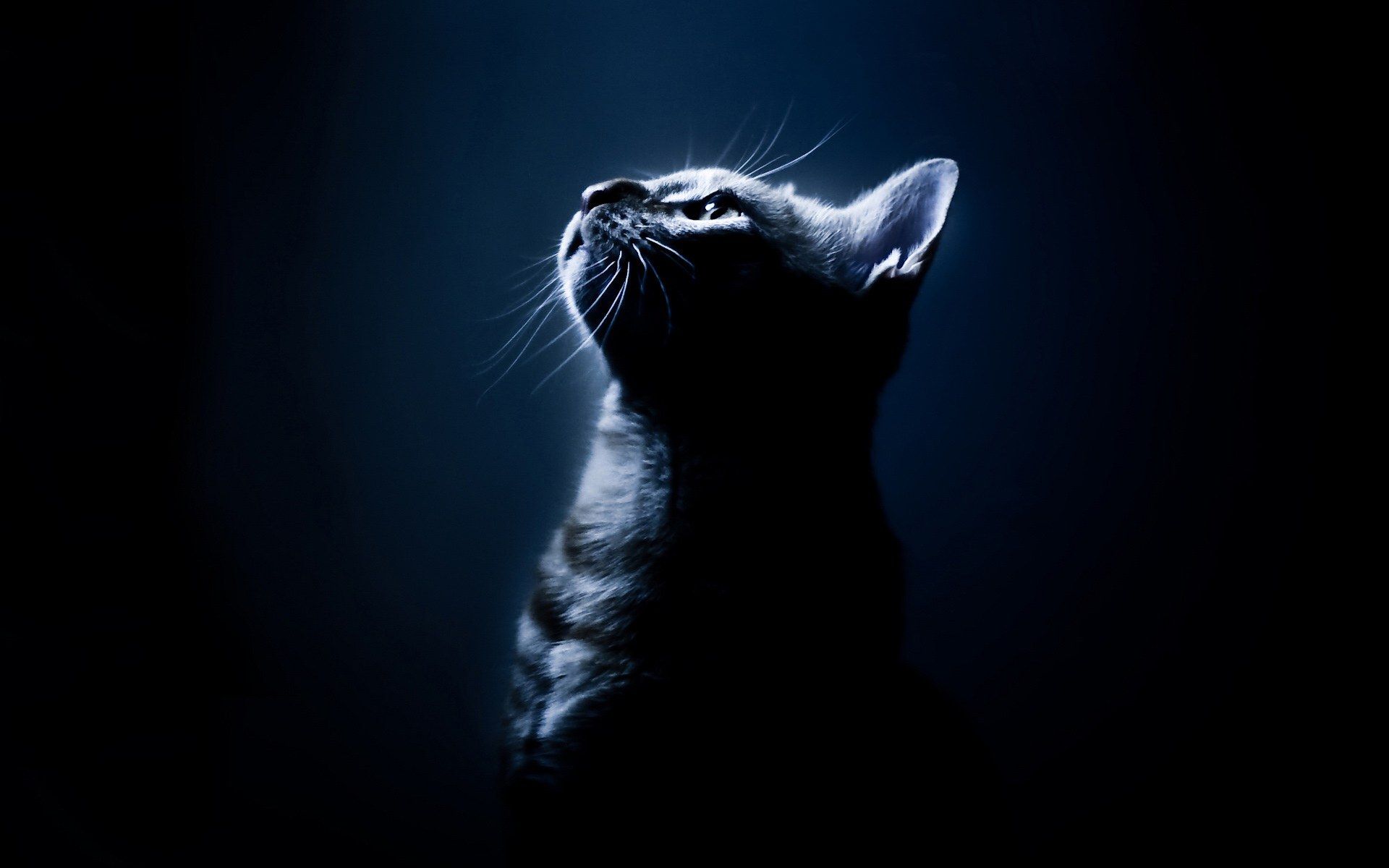 Gatto nero silhouette scuro, 1920x1200 WUXGA, PC