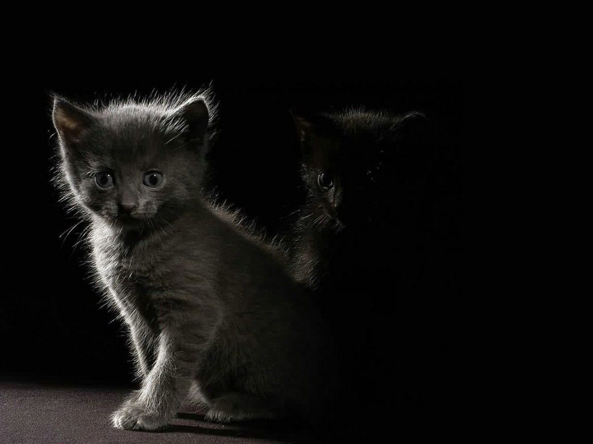 Gattini grigi su sfondo nero, 1152x864 HD, iMac
