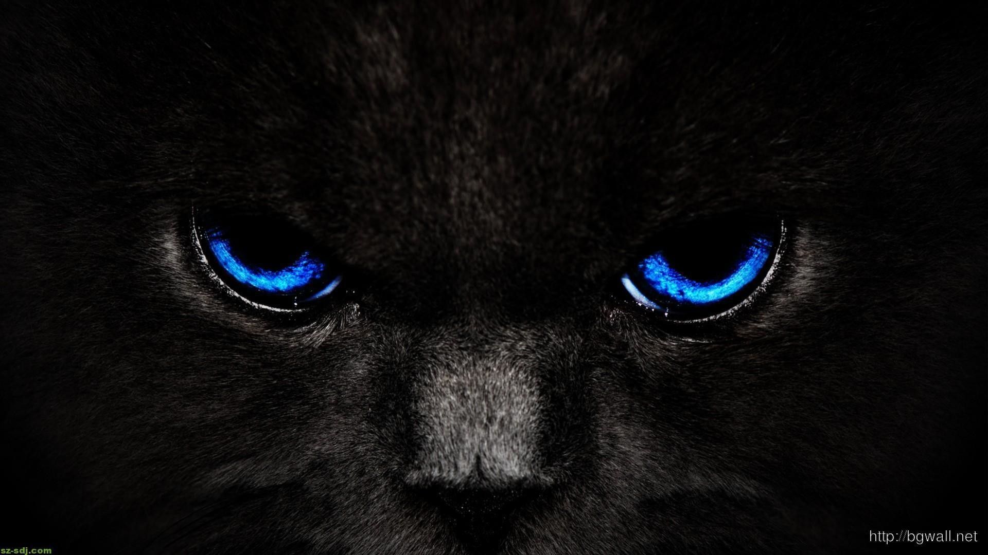 Occhi gatto nero deepdream, 2560x1440 2K, Desktop
