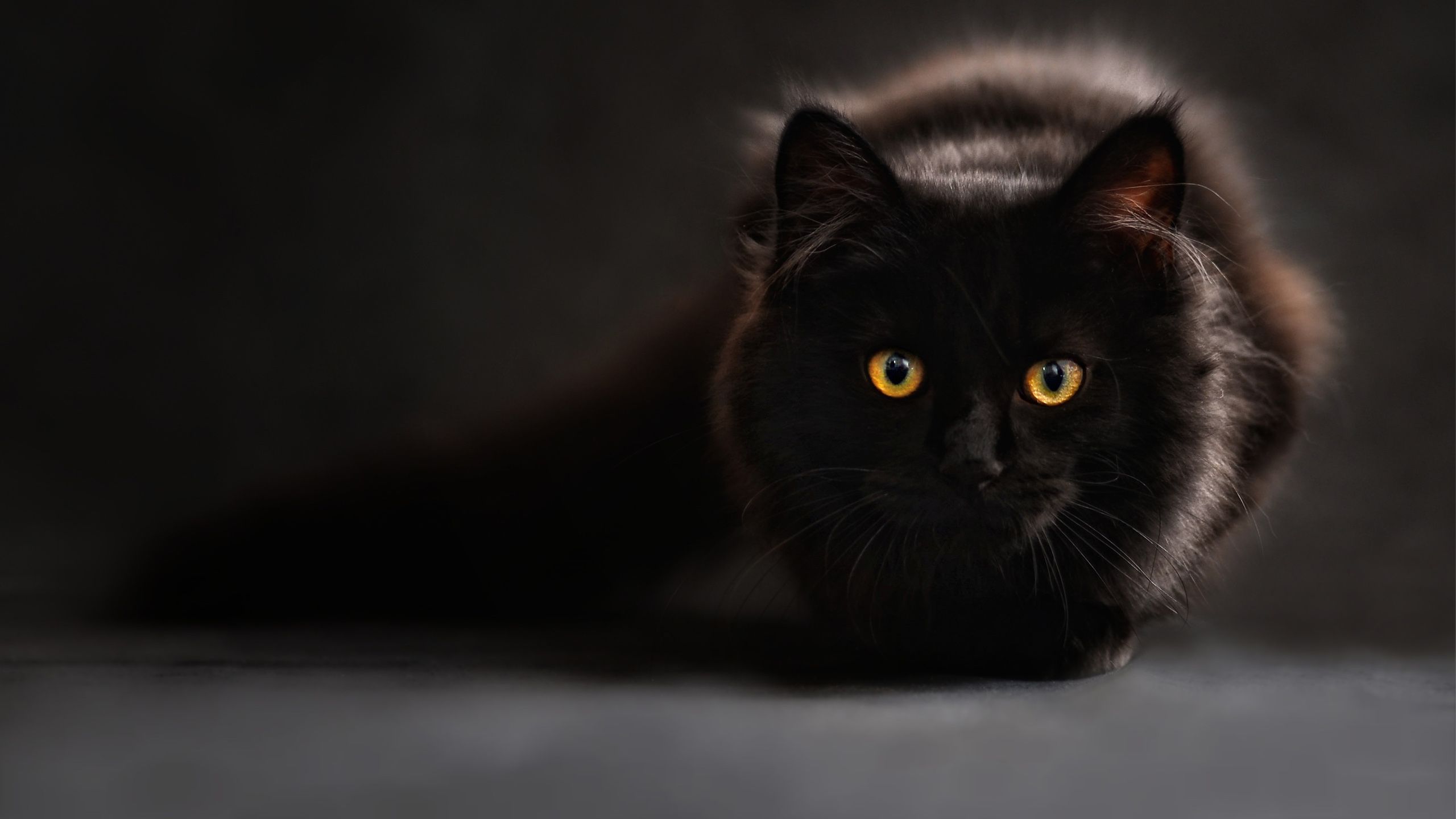 Gatto nero occhi gialli, 2560x1440 2K, Monitor Gaming