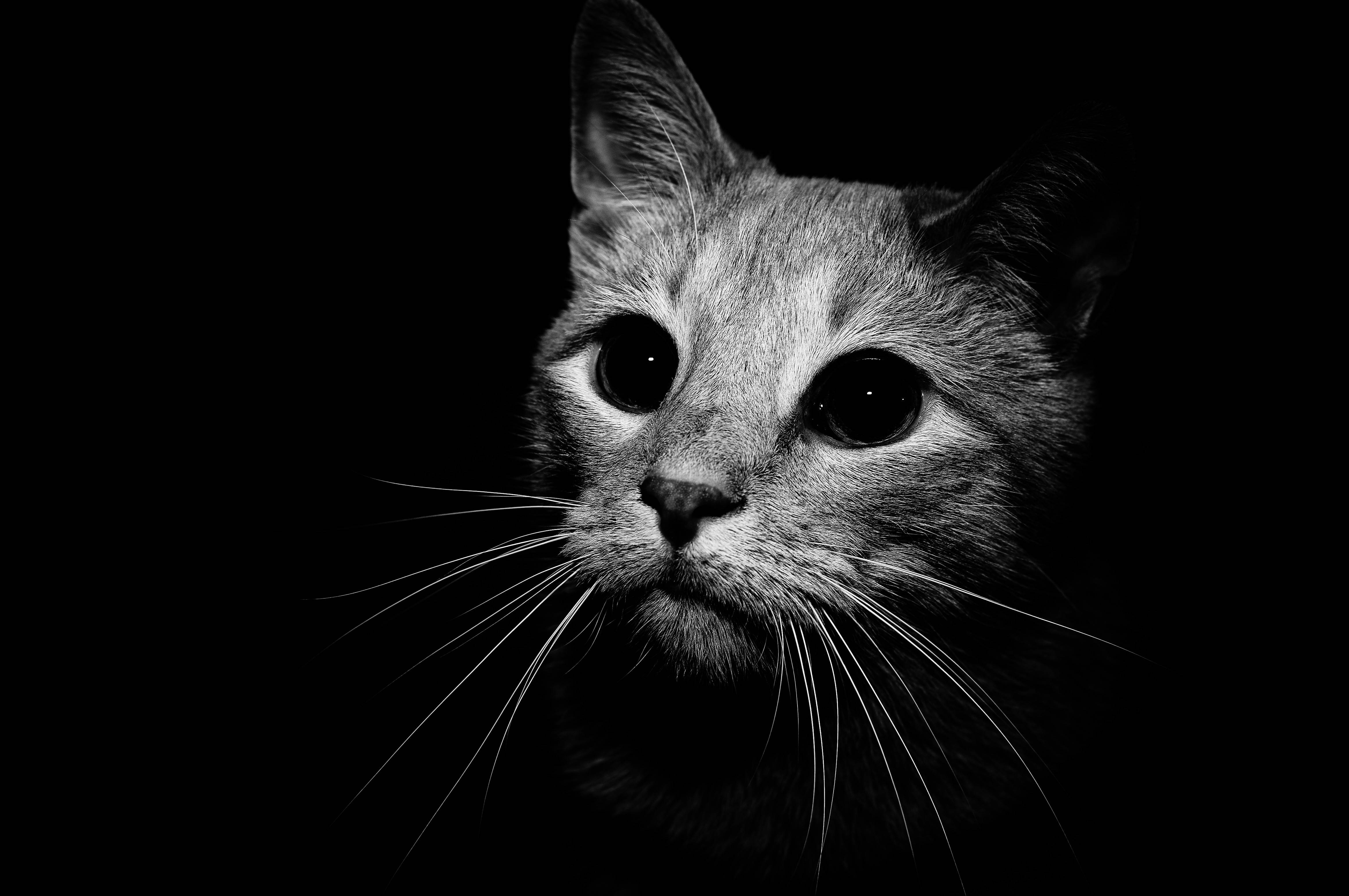 Gatto in bianco e nero, 4672x3104 Ultra HD, 4K TV
