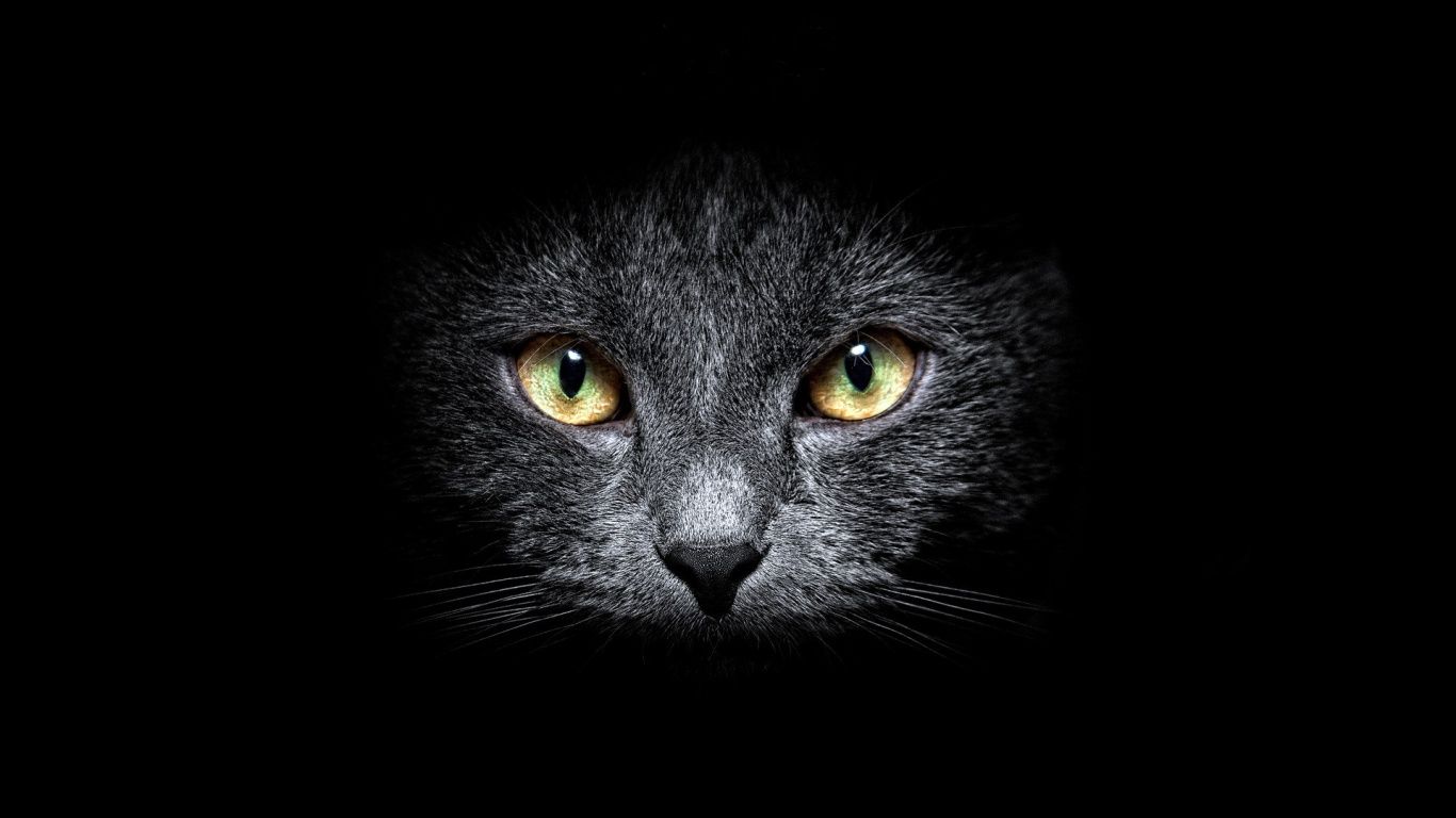 Gatto nero occhi blu, 2560x1440 2K QHD, Monitor Gaming