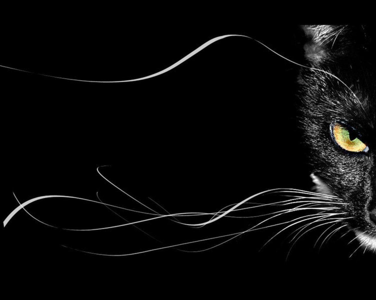 Gatto nero occhio giallo, 1280x1024 720p, Acer Nitro
