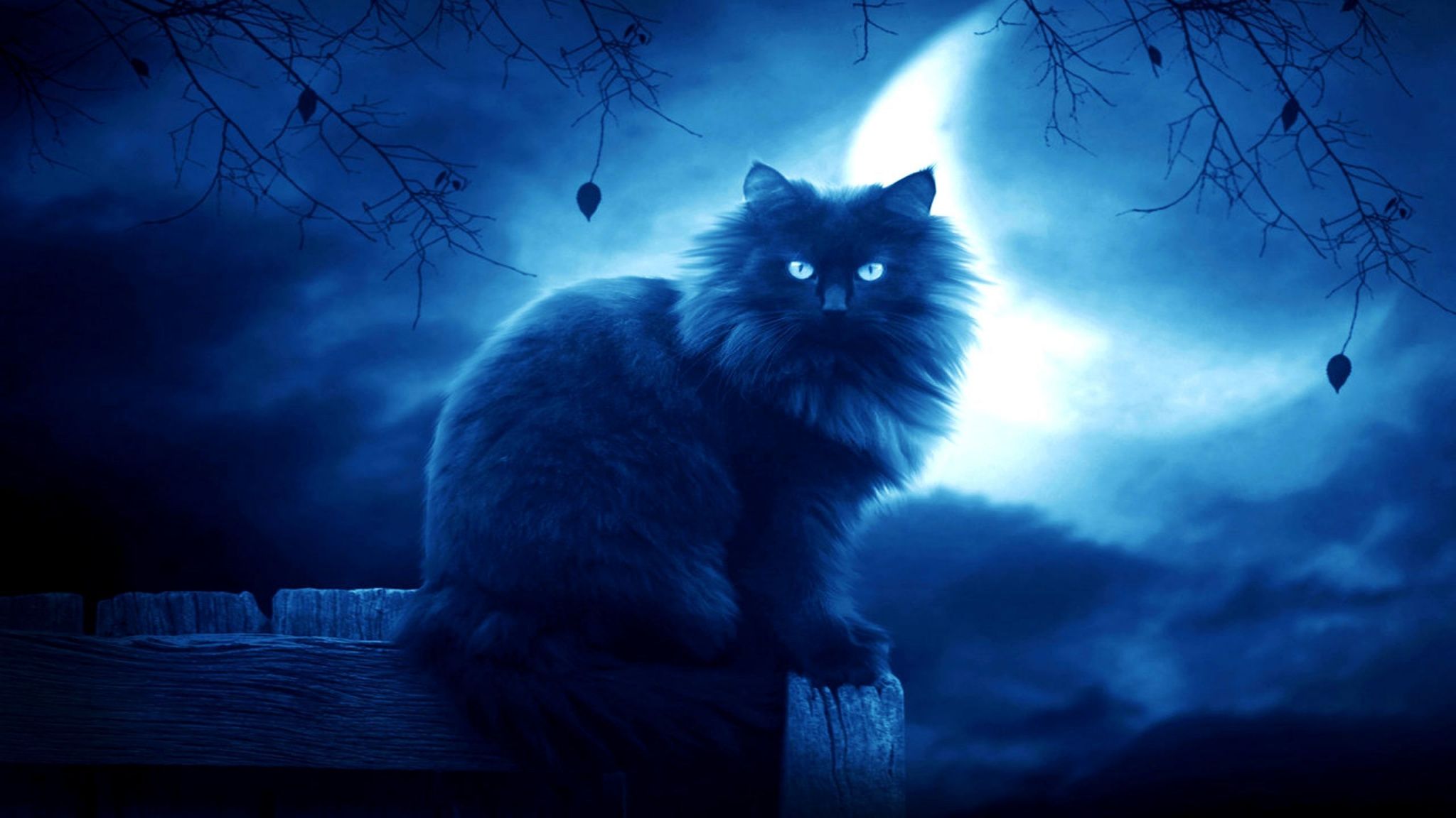 Gatto nero silhouette luna, 2048x1152 Hi-Res, Laptop