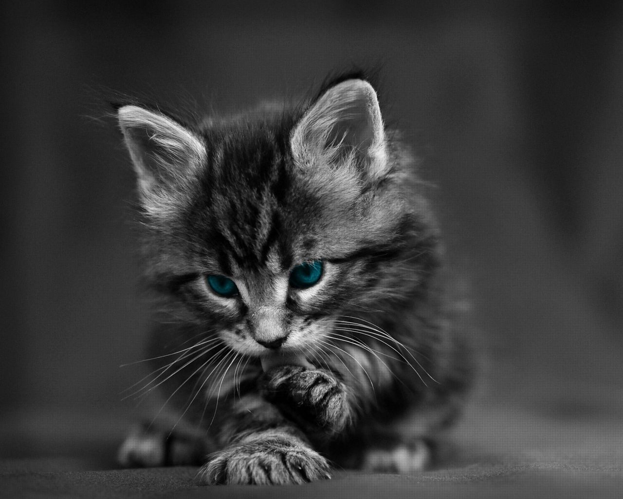 Gattino grigio in bianco e nero, 1280x1024 720p, PC