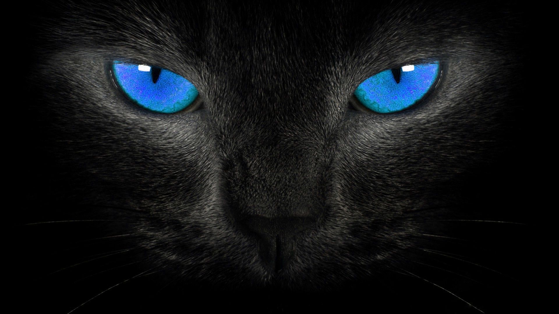 Occhi blu gatto nero, 1920x1080 Full HD, Desktop