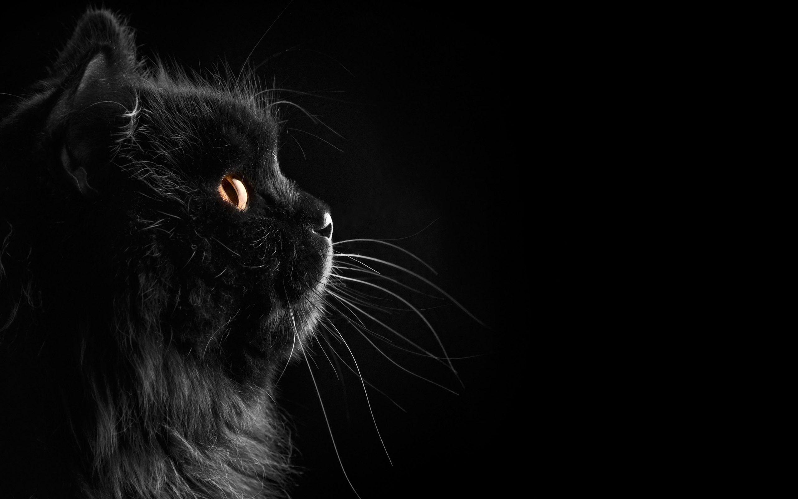 Gatto nero profilo scuro, 2560x1600 WQXGA, Desktop
