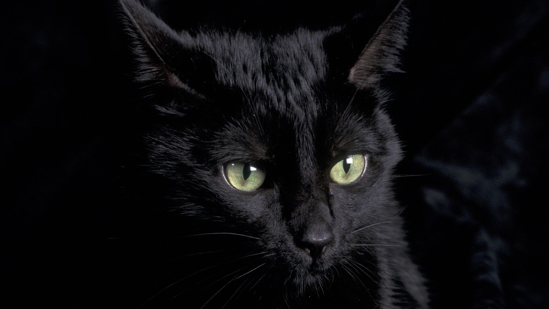 Gatto nero con luna, 1280x875 720p, Acer Nitro
