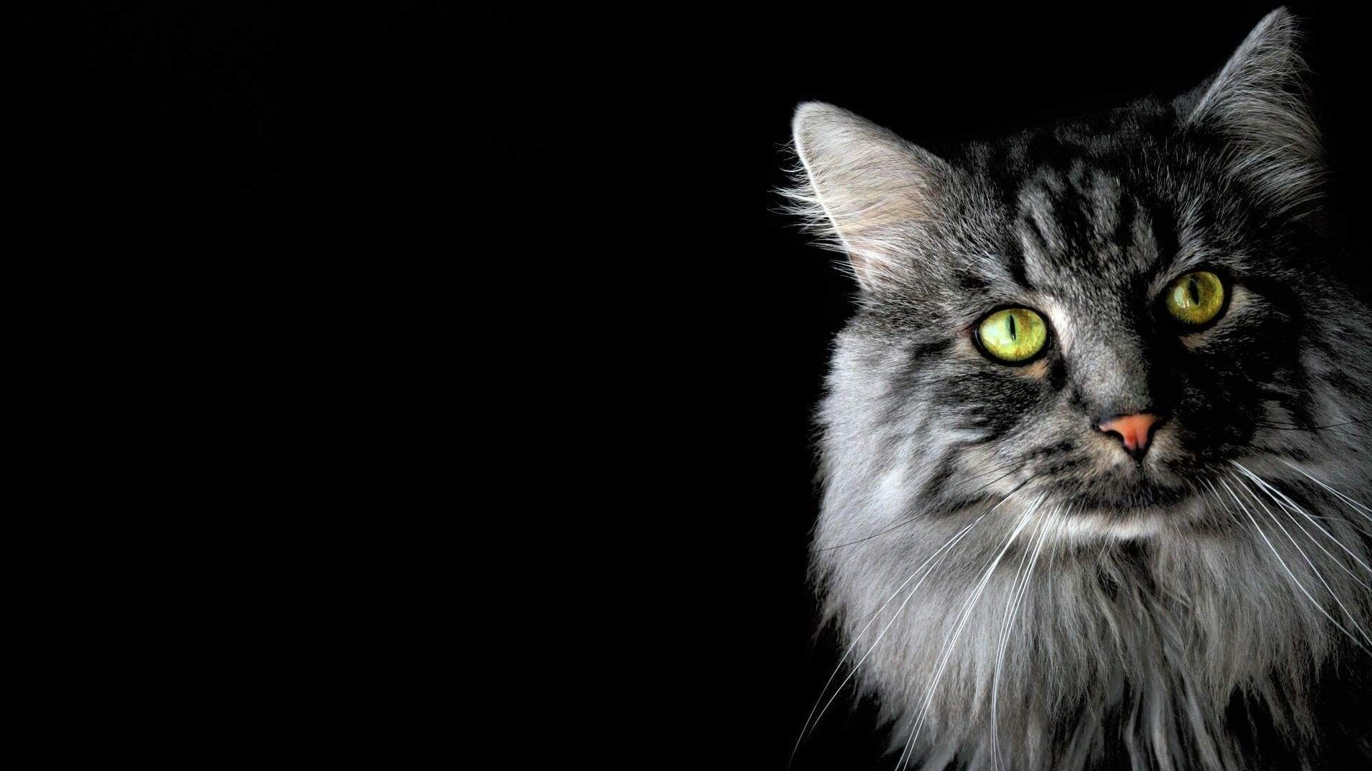 Gatto nero occhi verdi, 1920x1080 Full HD, Desktop