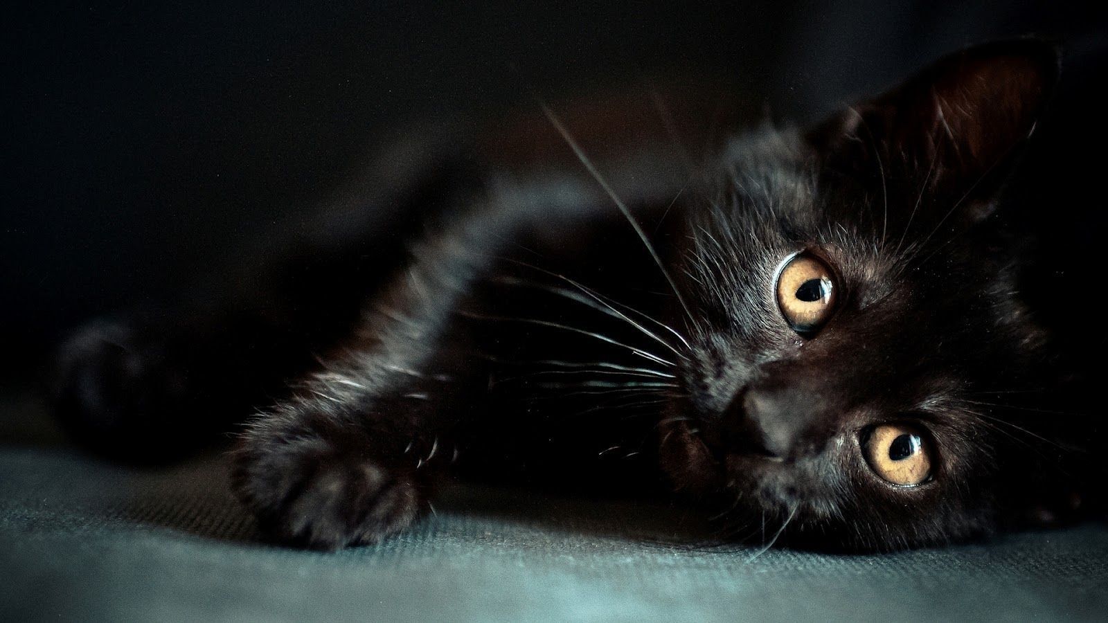 Gatto grigio soffice sfondo nero, 1920x1080 1080p, PC