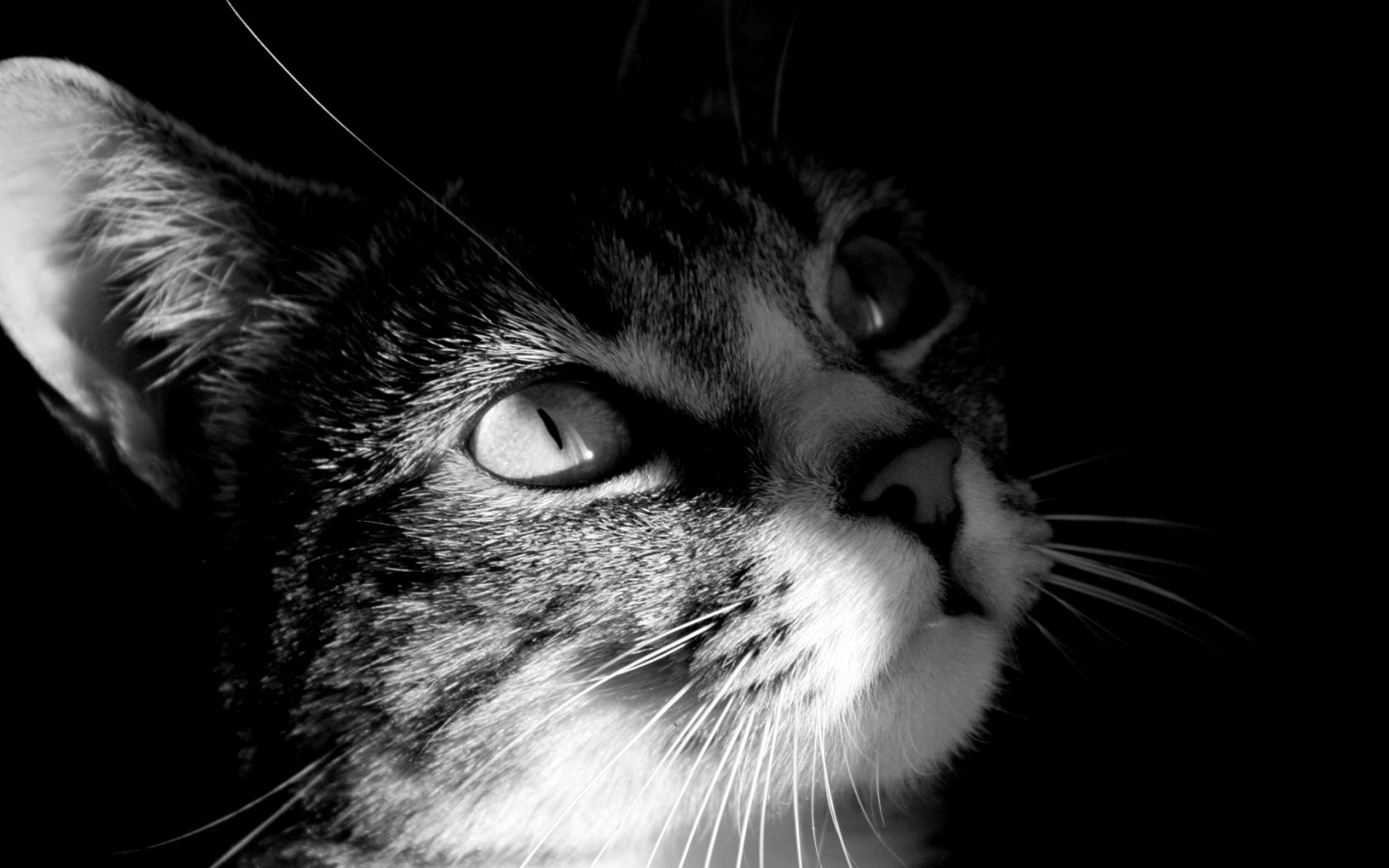 Gatto nero che ringhia, 1920x1080 Full HD, Laptop