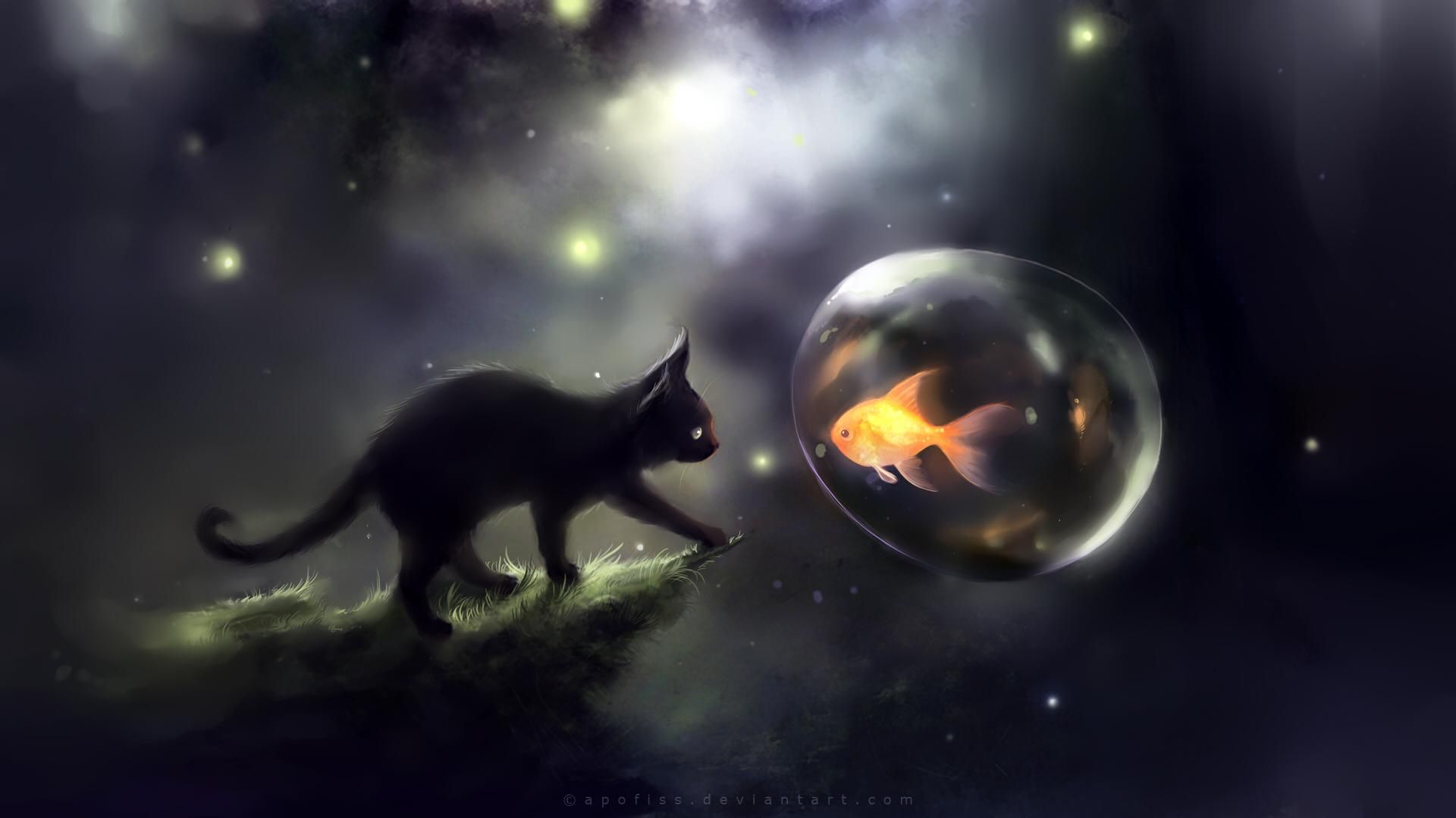 Gatto grigio in ombra, 1680x1050 900p, HP Laptop
