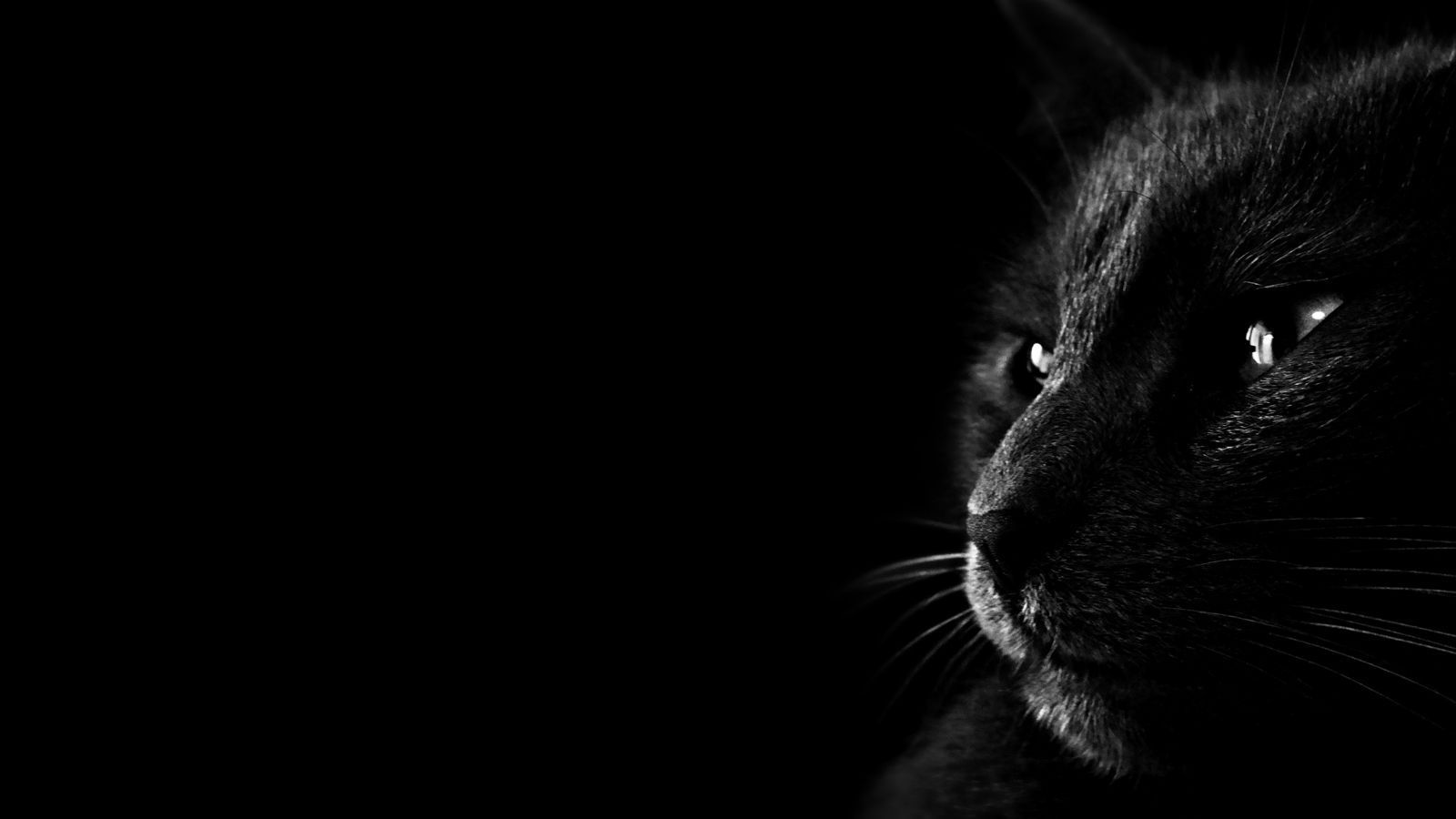 Gatto nero profilo buio, 1600x900 900p, Laptop