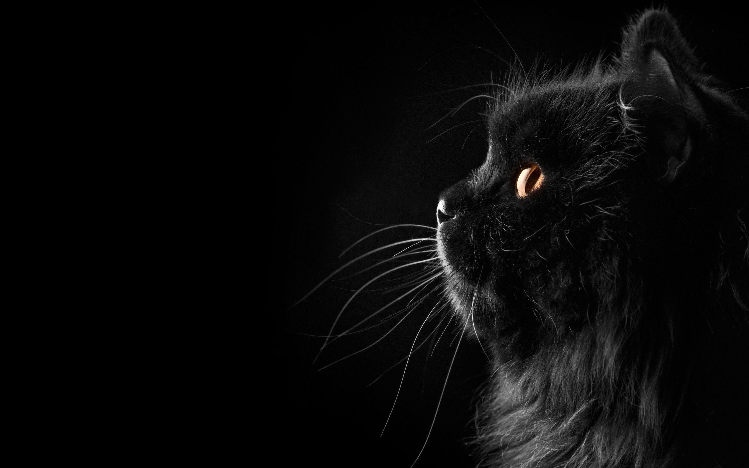 Gatto nero su sfondo nero, 2560x1600 WQXGA, PC