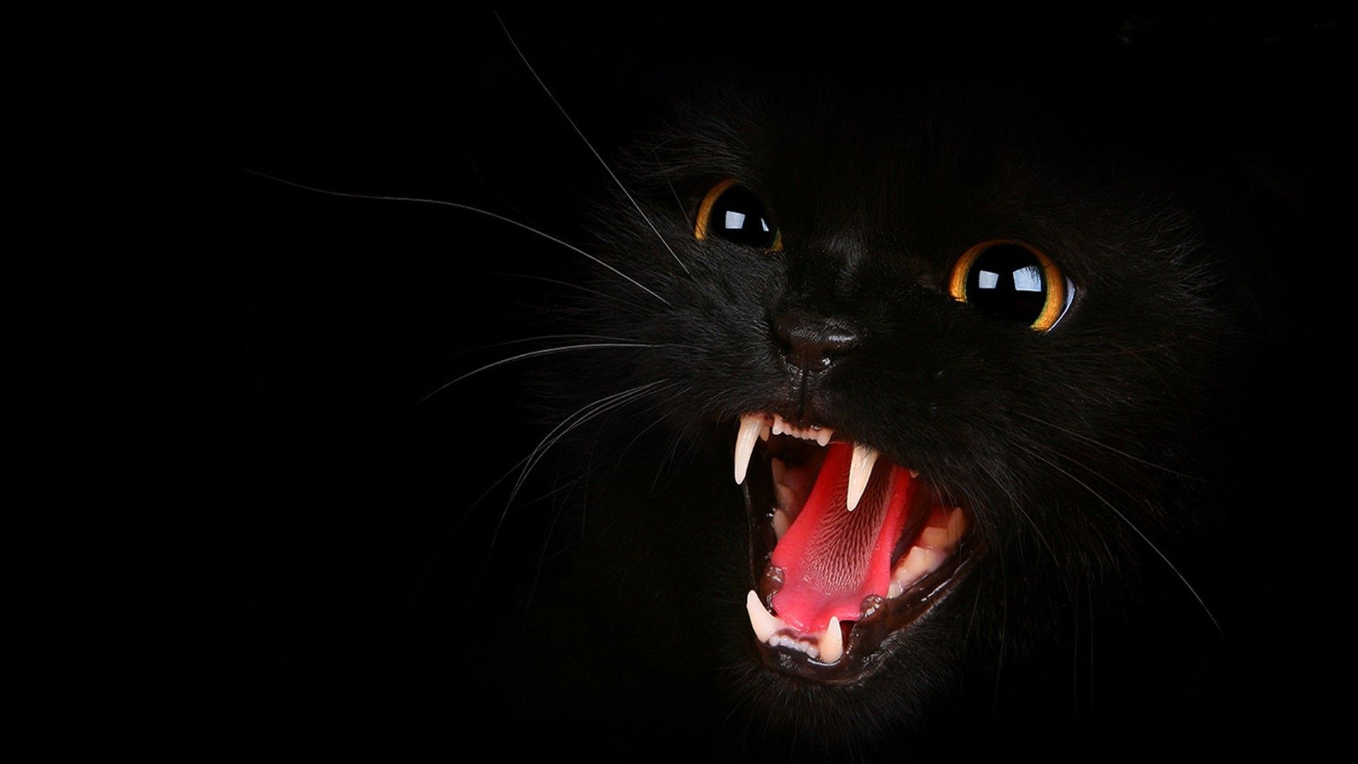 Gatto nero che sibila, 1920x1080 Full HD 1080p, PC
