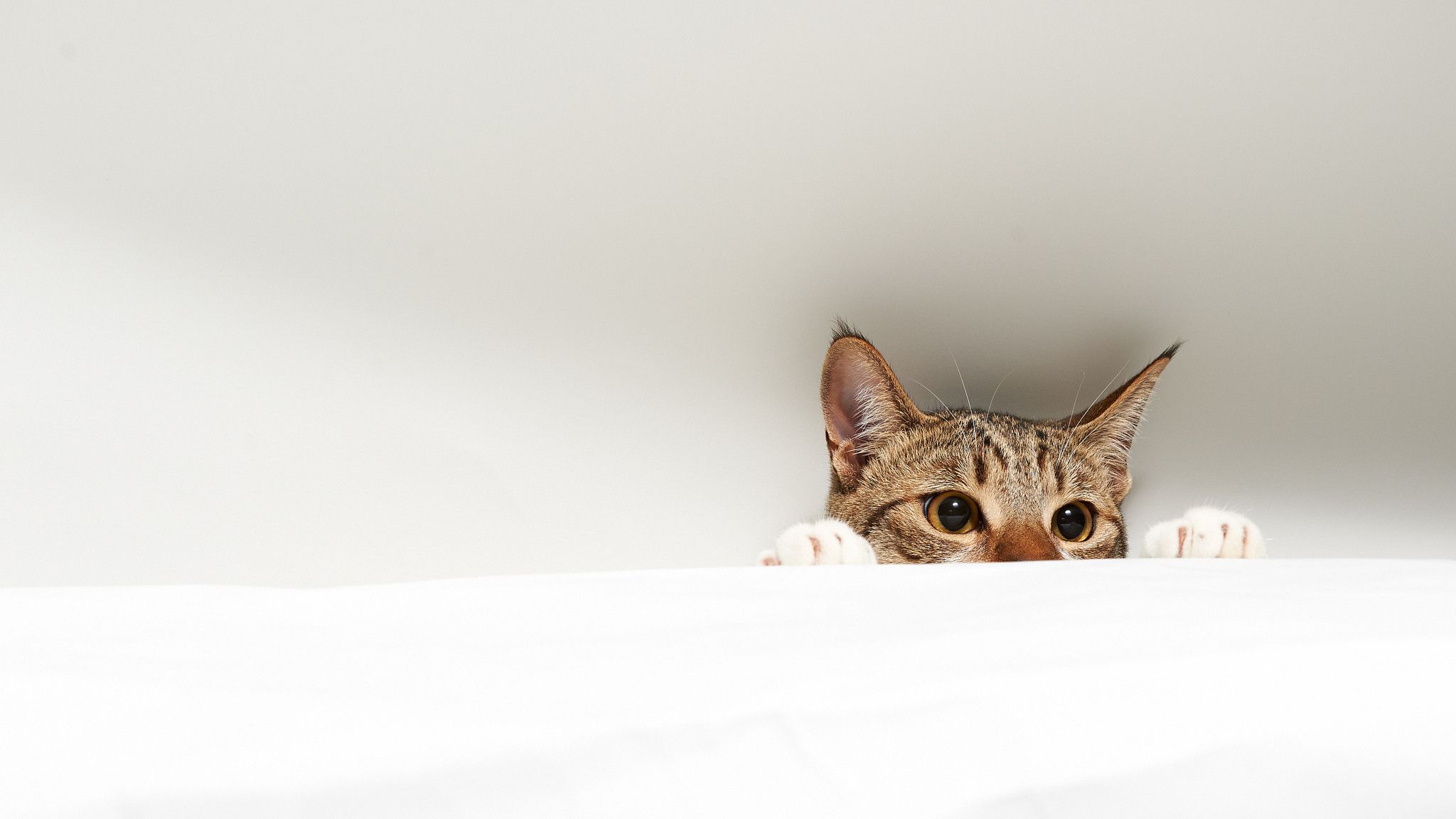 Gatto tigrato che sbircia, 2048x1152 2K, Desktop