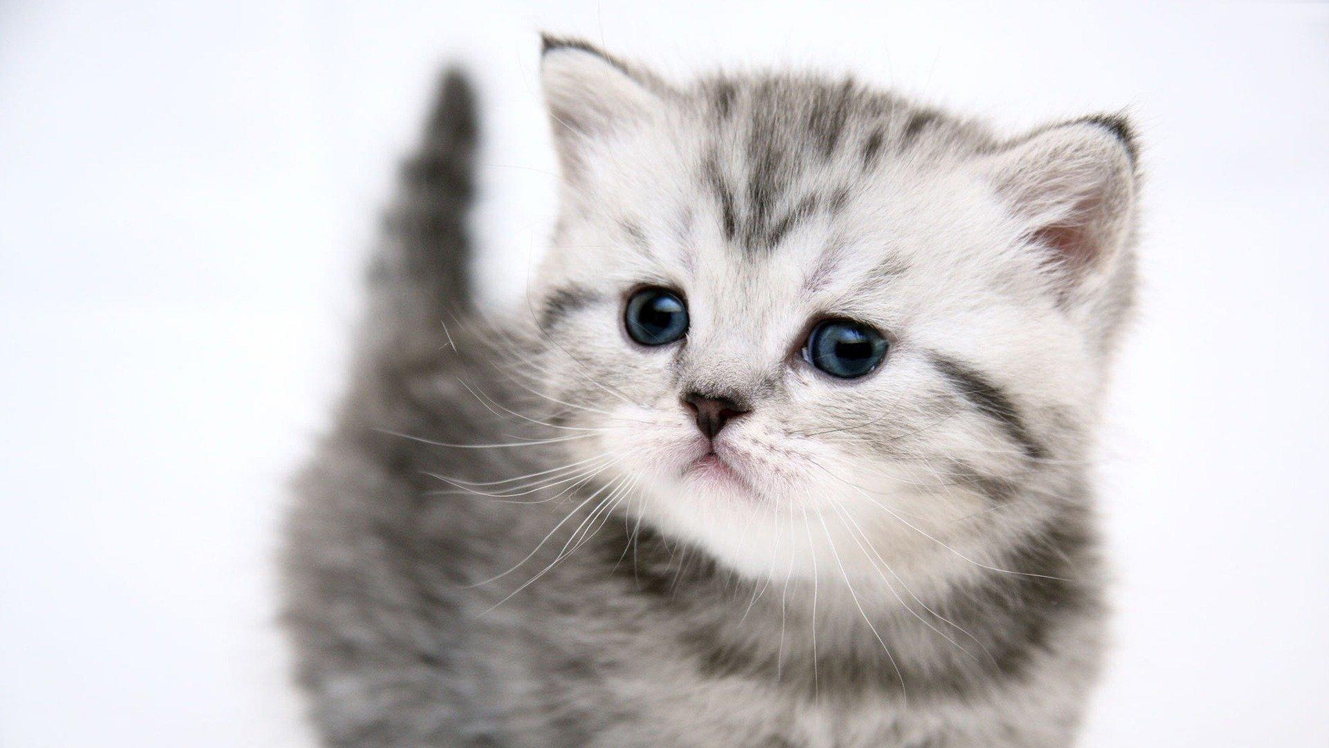 Gattino grigio a strisce, 1920x1080 Full HD 1080p, PC Desktop