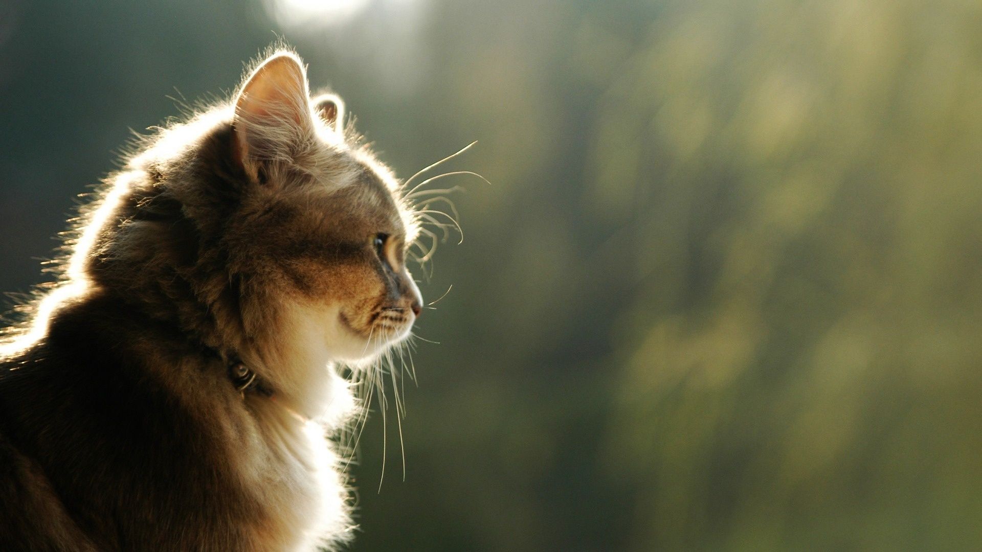 Gatto controluce profilo, 1920x1080 Full HD, PC
