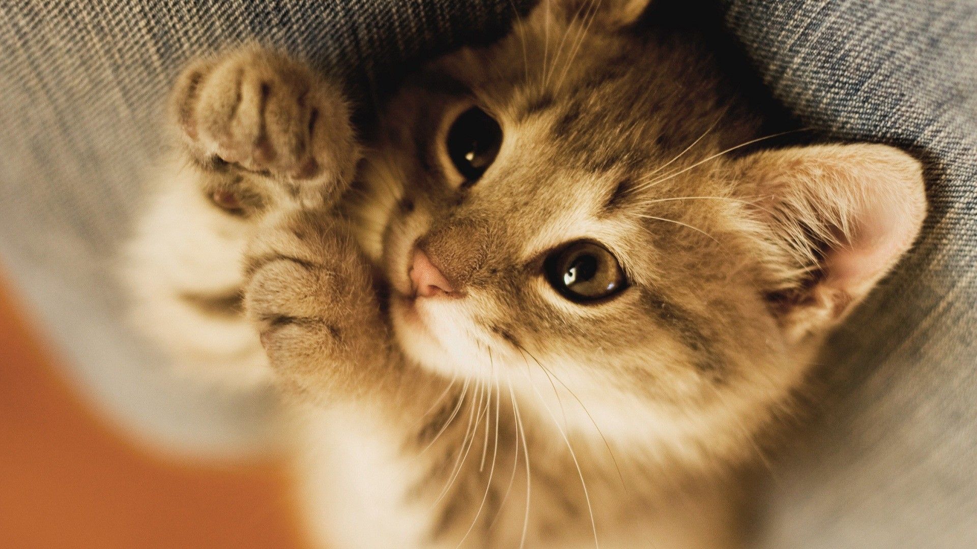 Gattino tabby zampe alzate, 1920x1080 1080p, Desktop