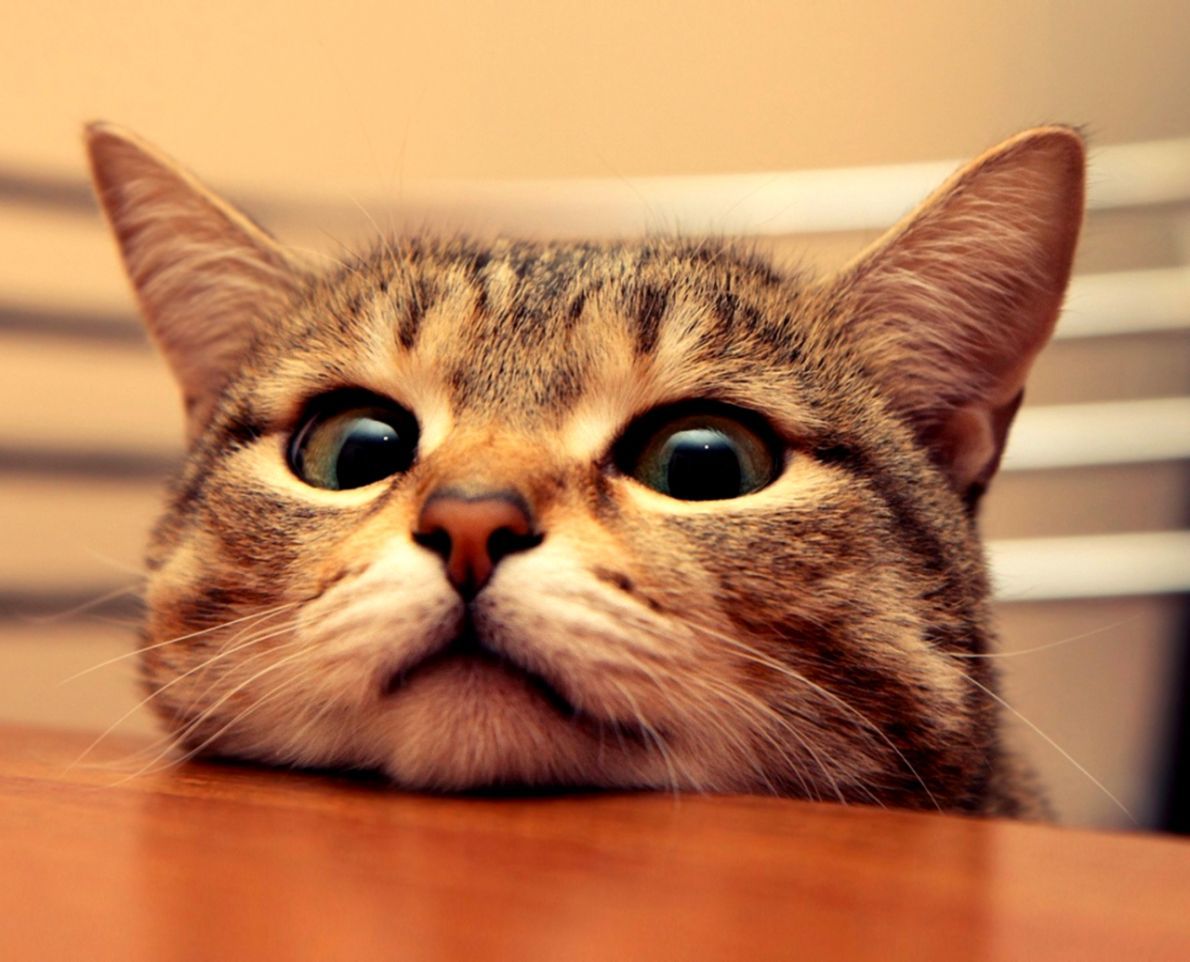 Gatto tabby occhi grandi, 1190x962 HD, PC Desktop