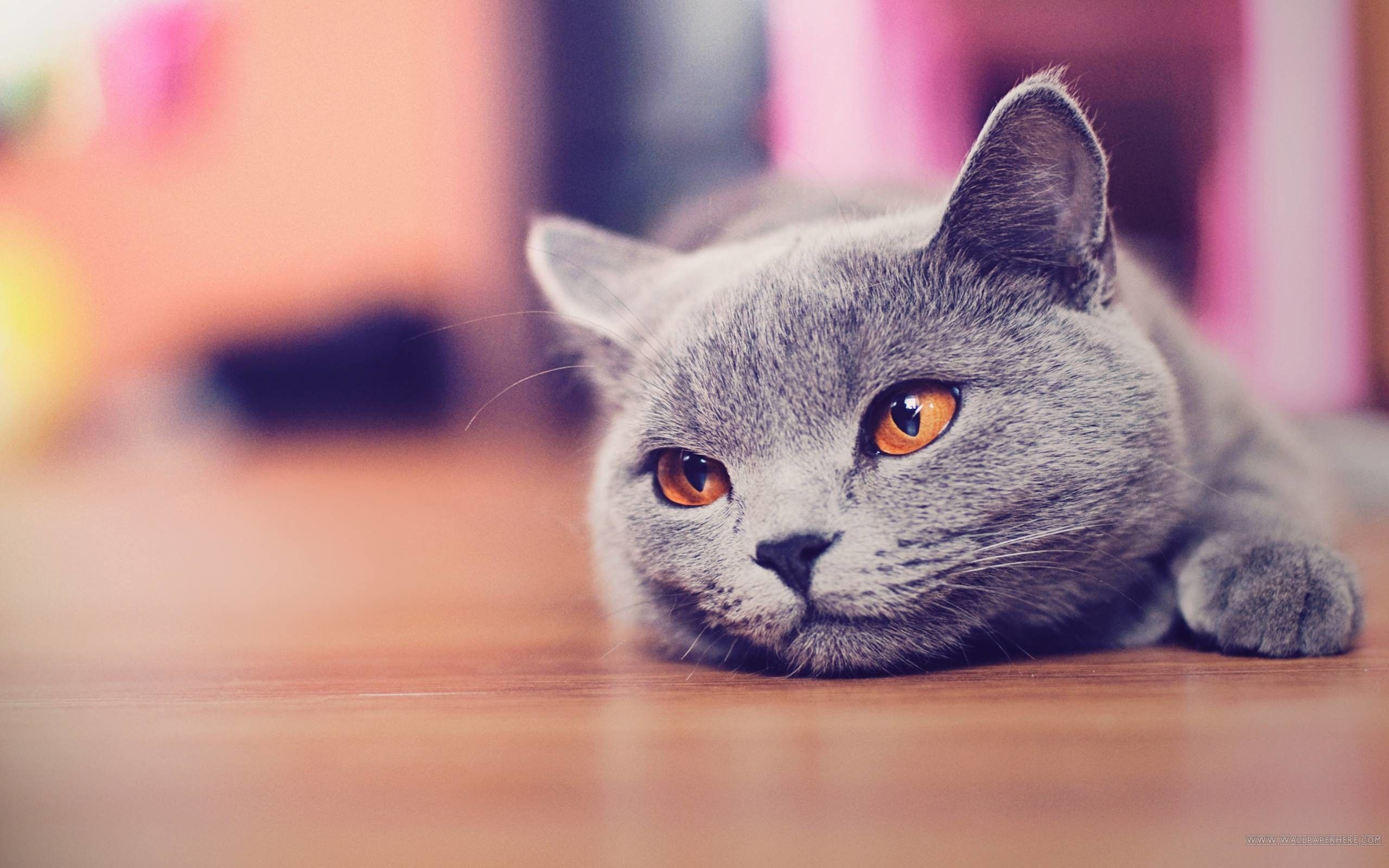 Gatto grigio british shorthair sdraiato, 2560x1600 2K+, Desktop
