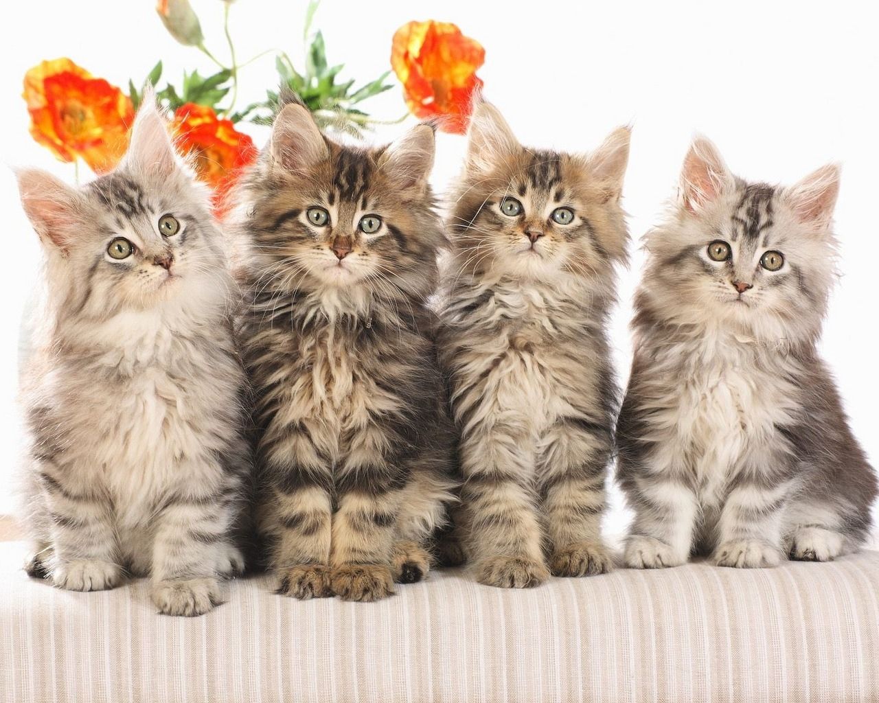 Quattro gattini soffici tigrati, 1280x1024 720p, PC