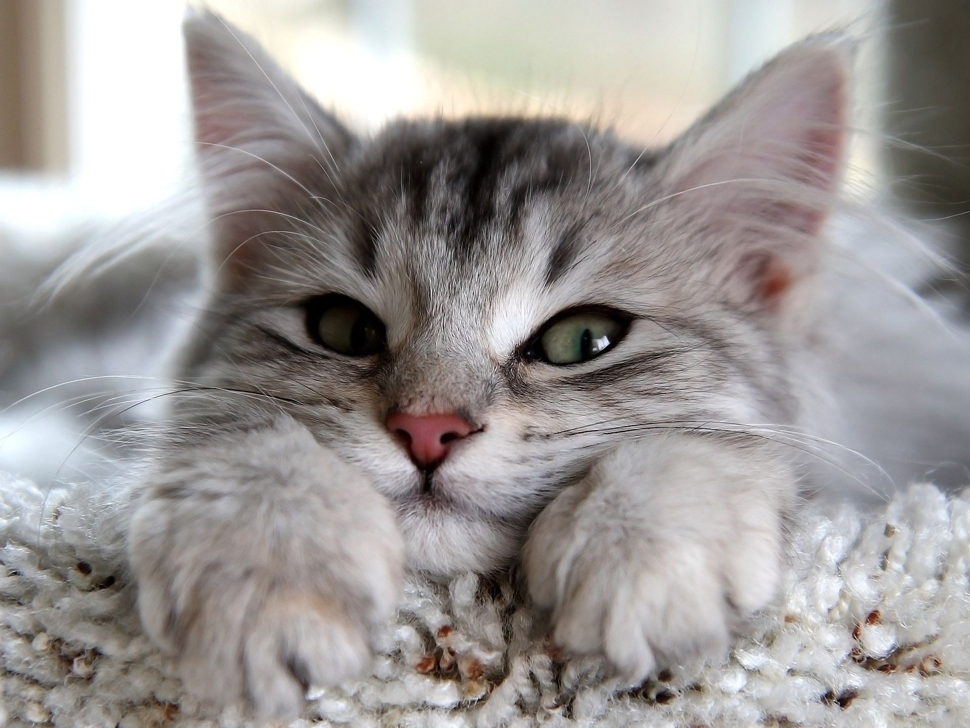 Gattino grigio sdraiato su moquette, 1920x1440 Full HD+ WUXGA, Desktop