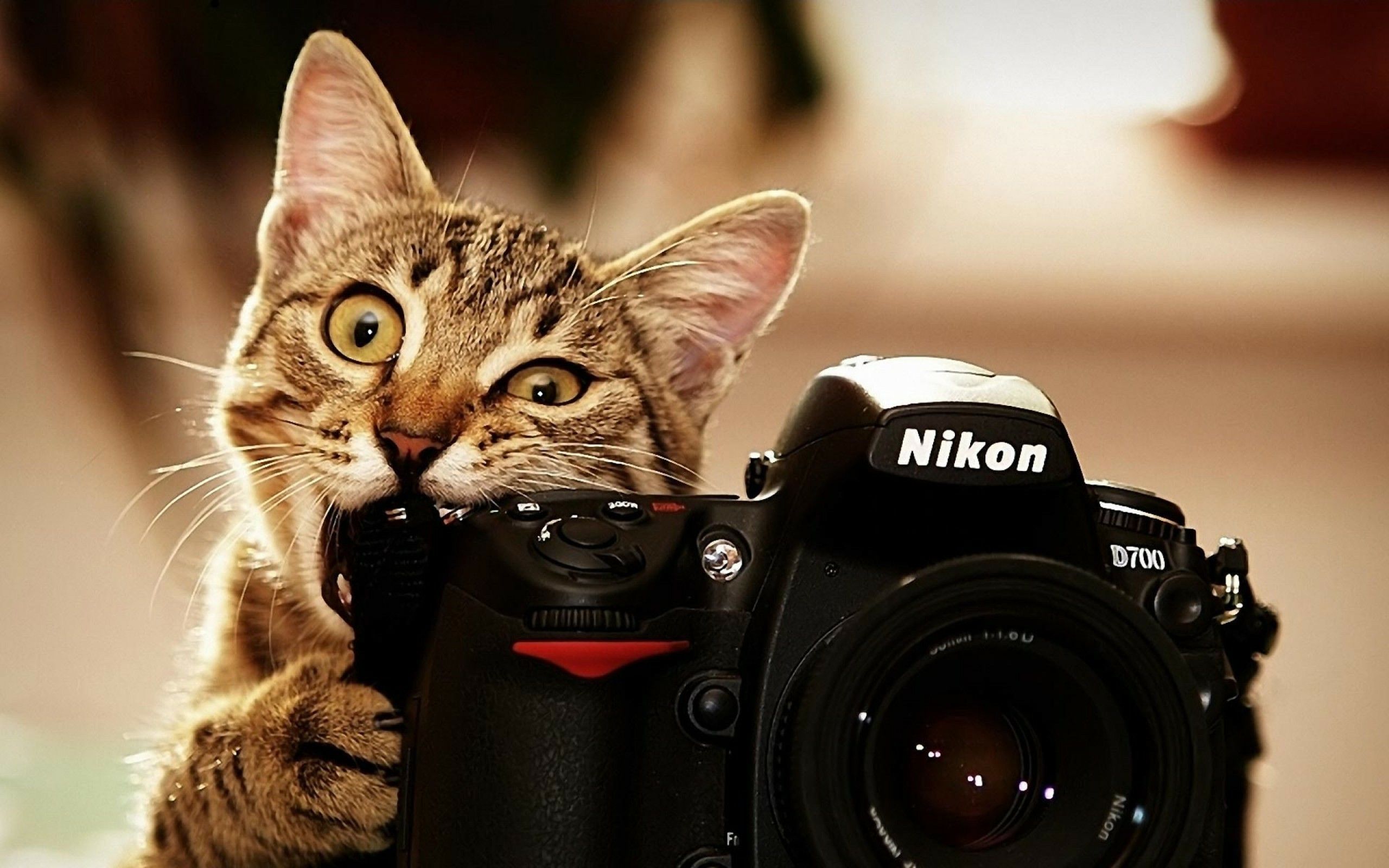Gatto tabby con fotocamera Nikon, 2560x1600 2K+, PC Desktop