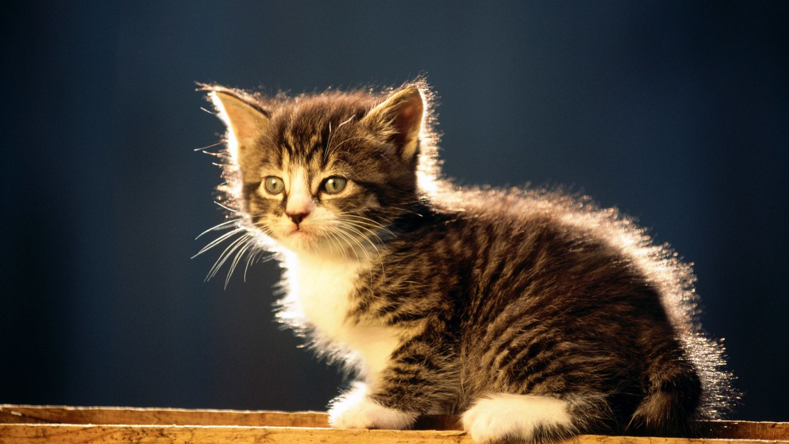 Gattino tabby su asse legno, 1600x900 HD Ready, PC