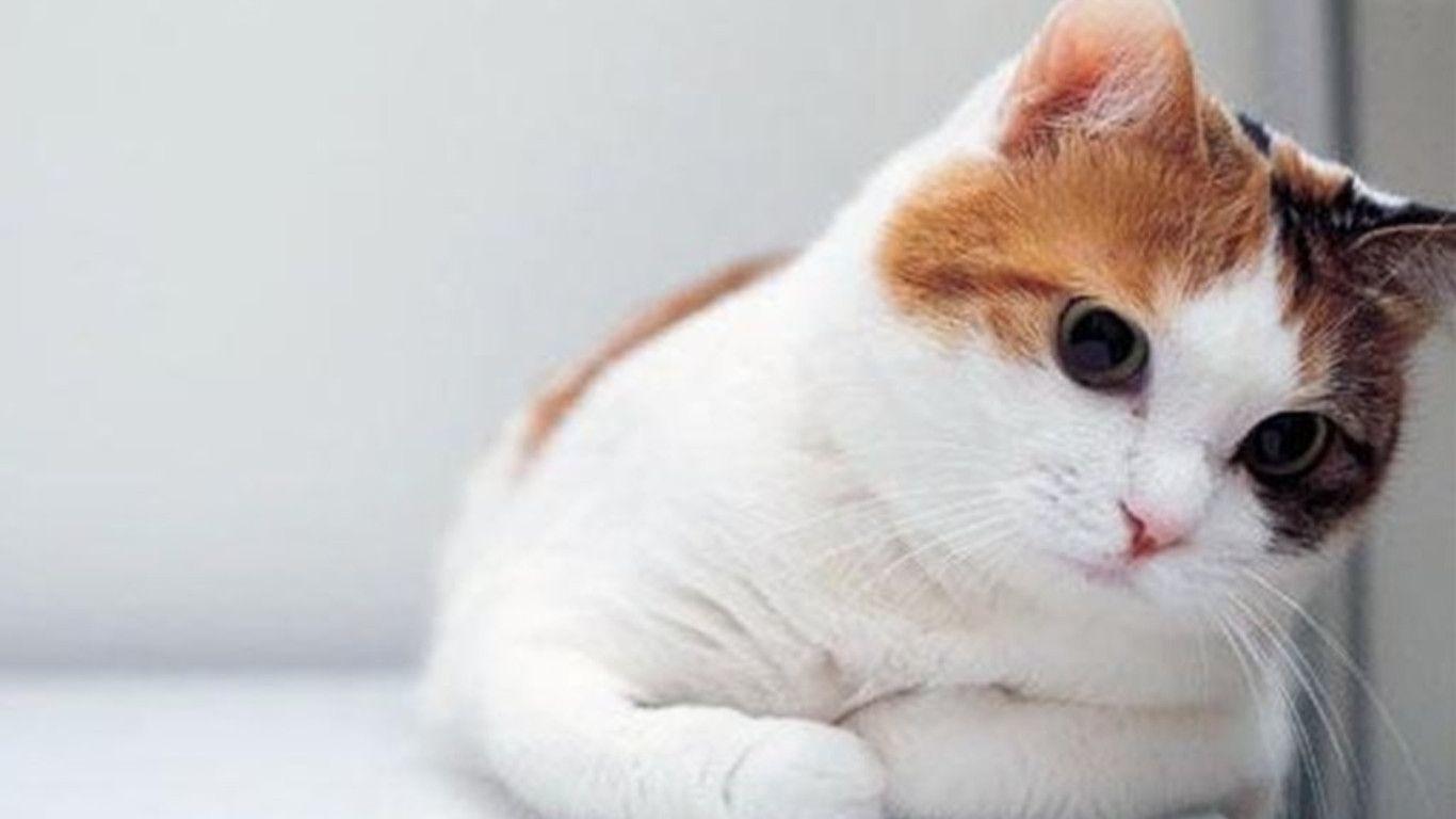 Gatto bianco e arancione, 1366x768 HD, Desktop