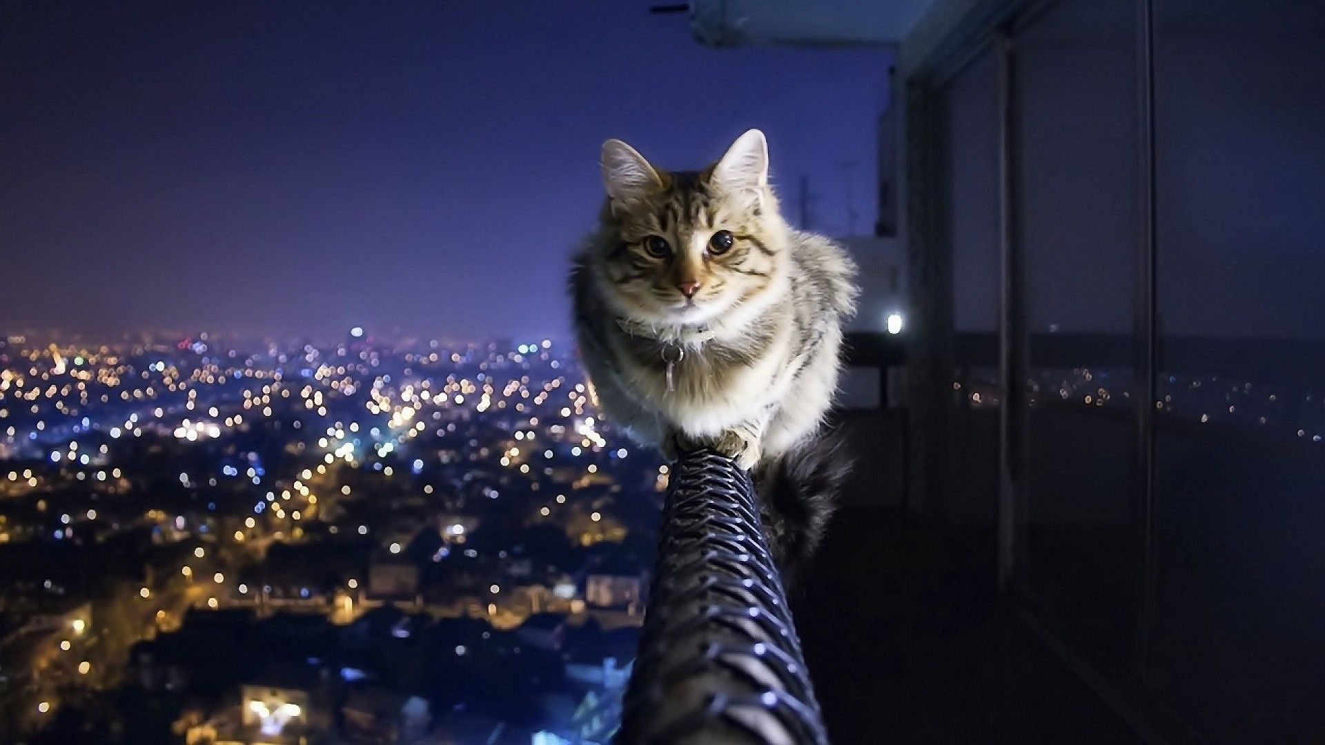 Gatto su balcone notturno città, 1920x1080 Full HD 1080p, Monitor Gaming