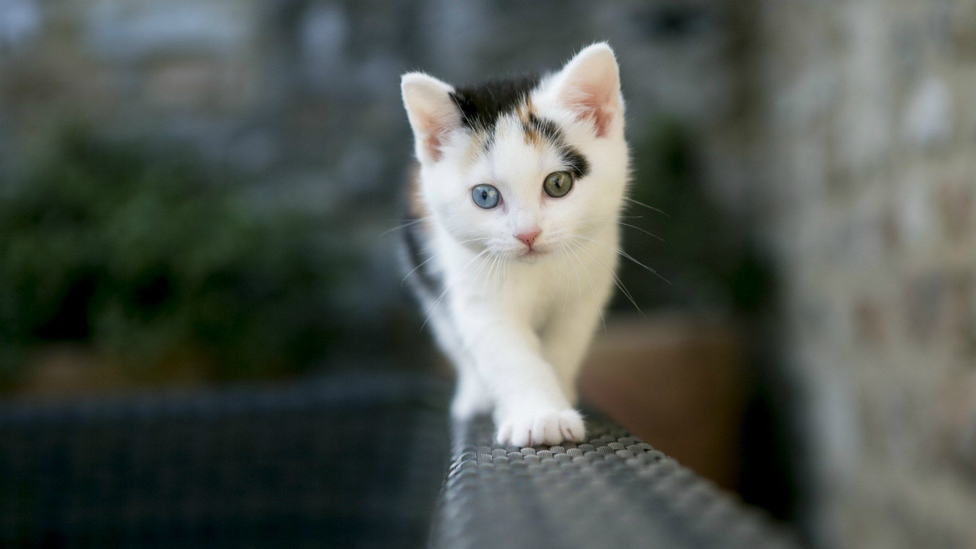 Gattino bianco e nero su ringhiera, 1920x1080 Full HD, PC