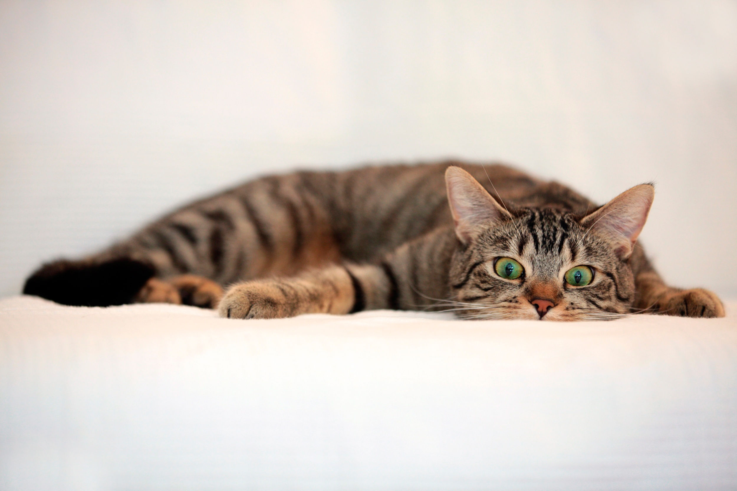 Gatto tabby sdraiato su lenzuolo bianco, 2500x1667 Hi-Res, Desktop
