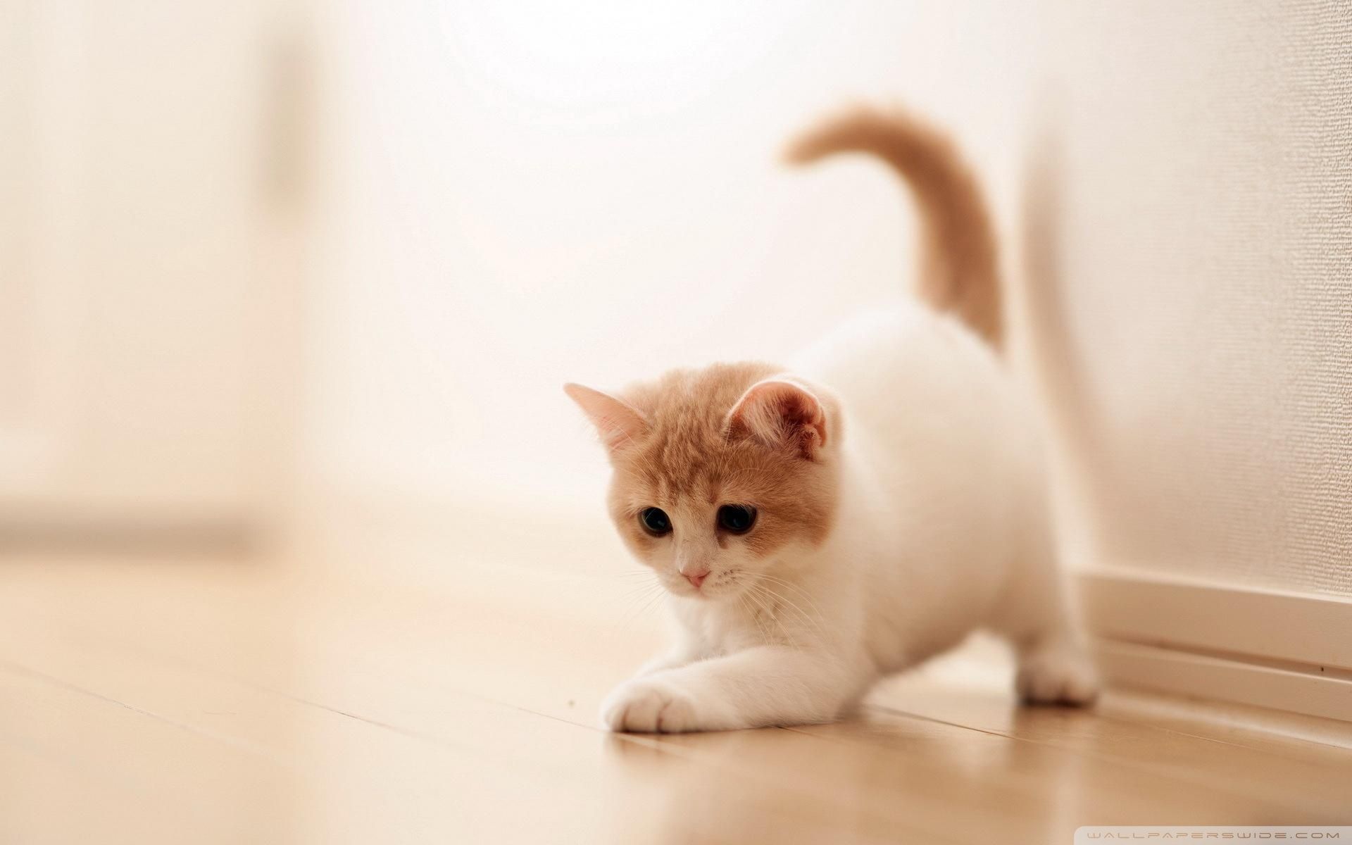 Gattino bianco e arancione gioca, 1920x1200 Full HD+, PC Desktop