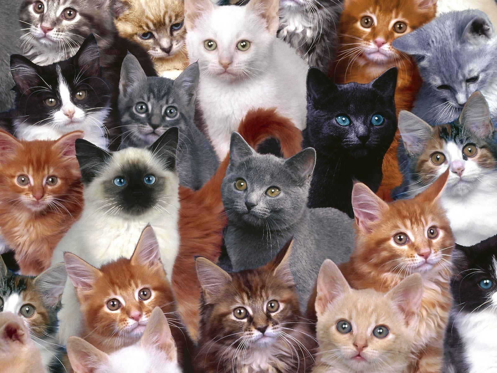 Gatto tabby bianco e nero, 2560x1440 QHD, PC