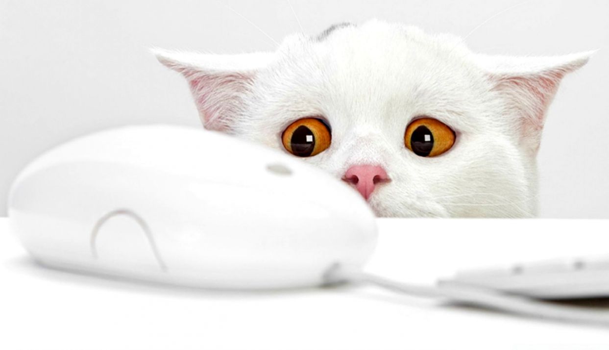 Gatto bianco osserva mouse, 1243x714 HD, PC Desktop