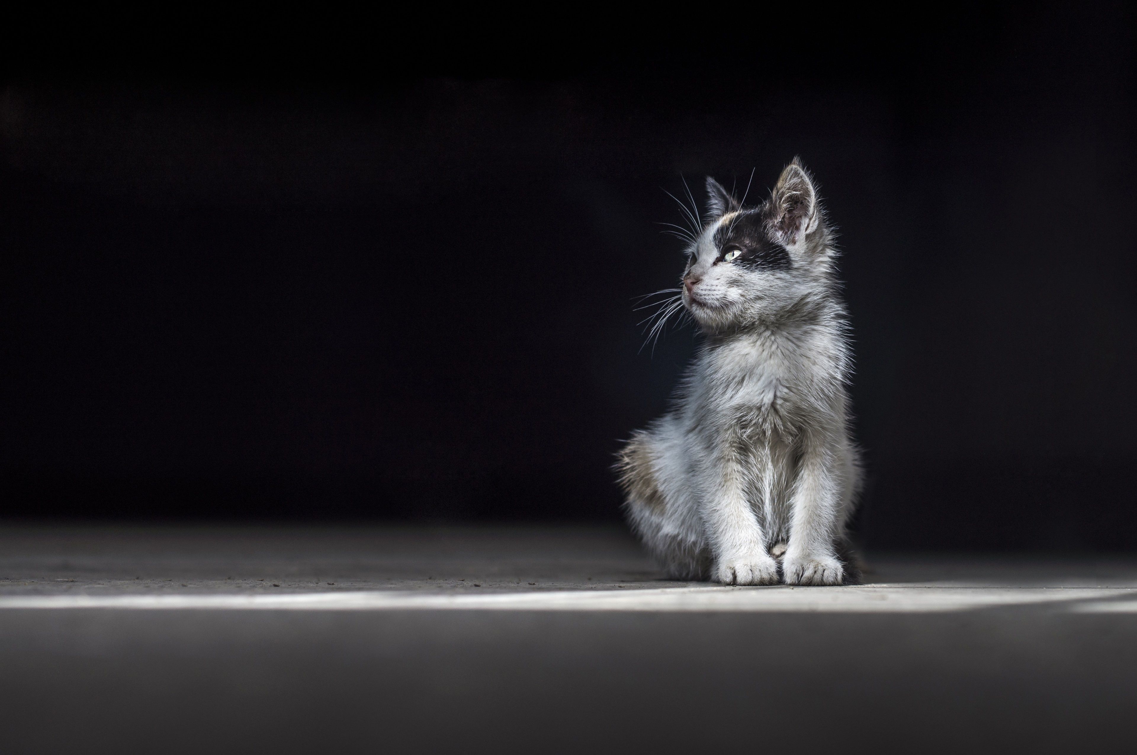 Gattino bianco e nero seduto, 3840x2552 Ultra HD, PC