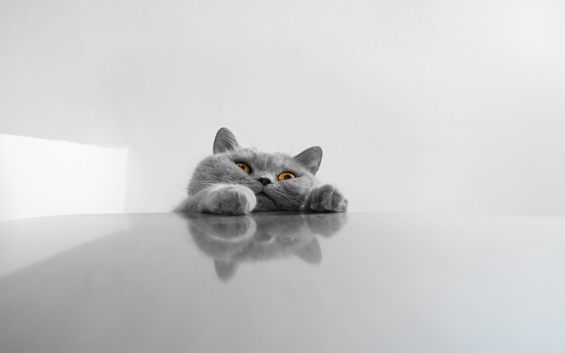 Gatto grigio su superficie riflettente, 1920x1200 Full HD+, PC Desktop