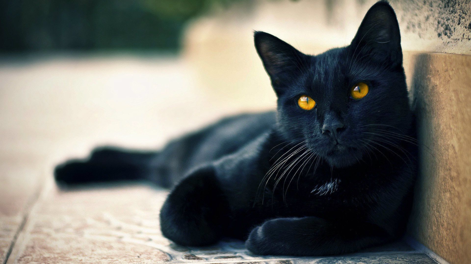 Gatto nero occhi gialli, 1920x1080 Full HD, Desktop