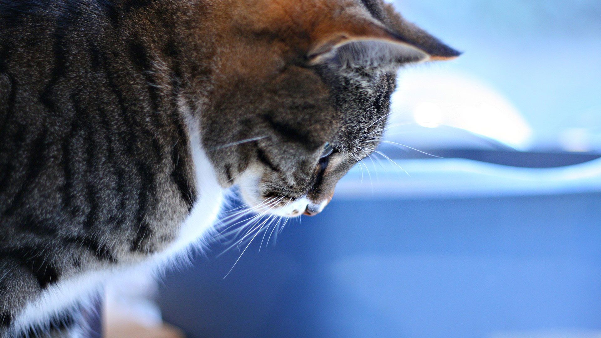 Gatto tabby primo piano, 1920x1080 1080p, Monitor Gaming
