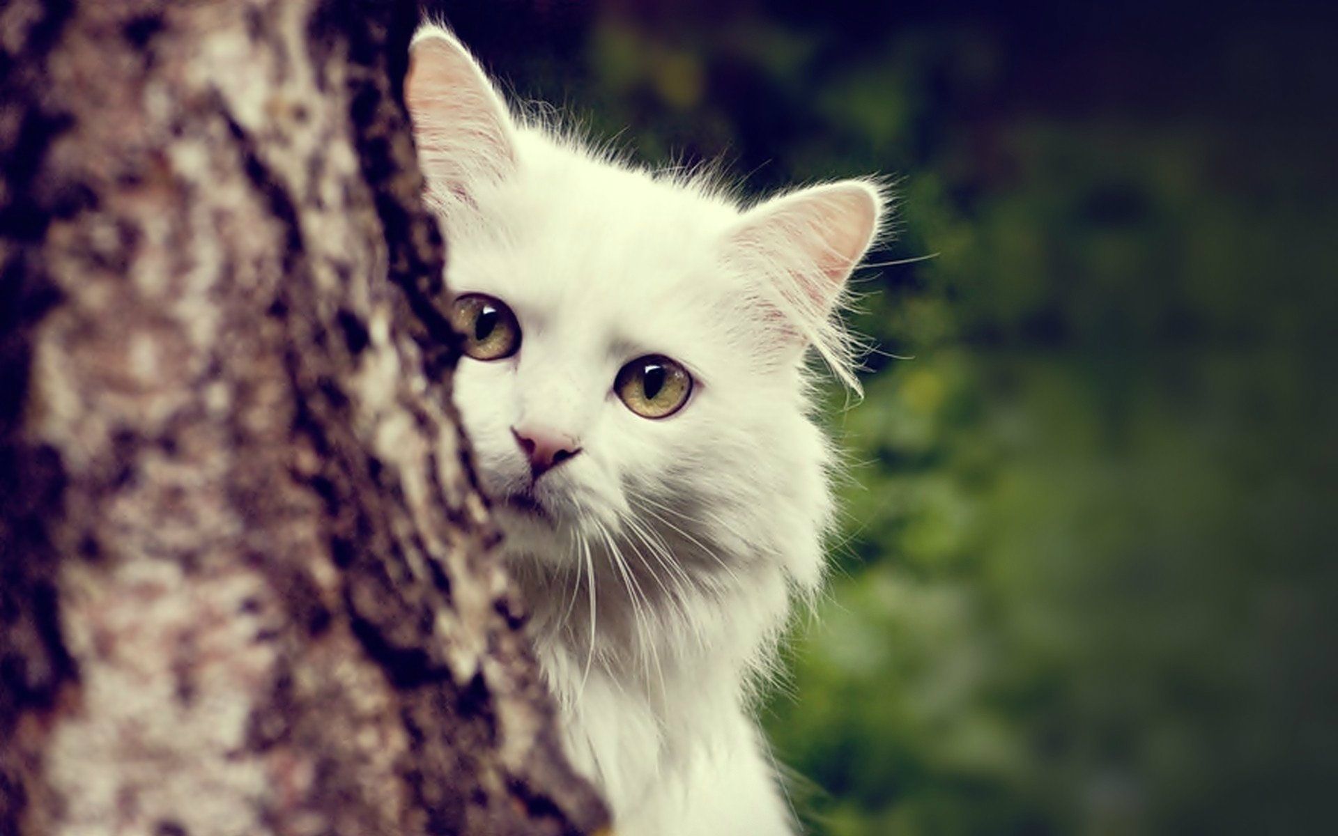 Gatto bianco dietro albero, 1920x1200 Full HD+ WUXGA, PC Desktop