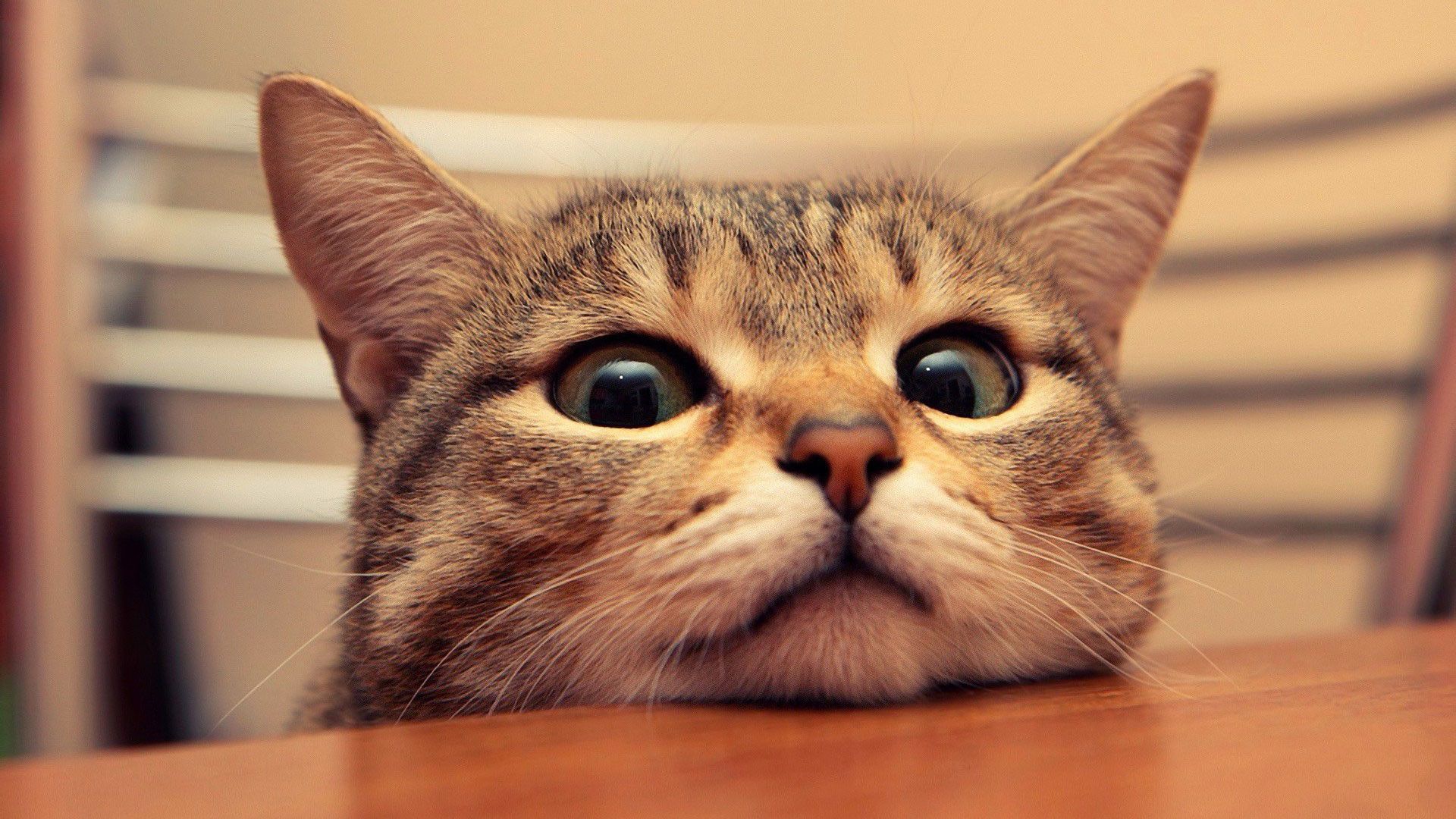 Gatto curioso dietro tavolo, 1920x1080 1080p, Desktop