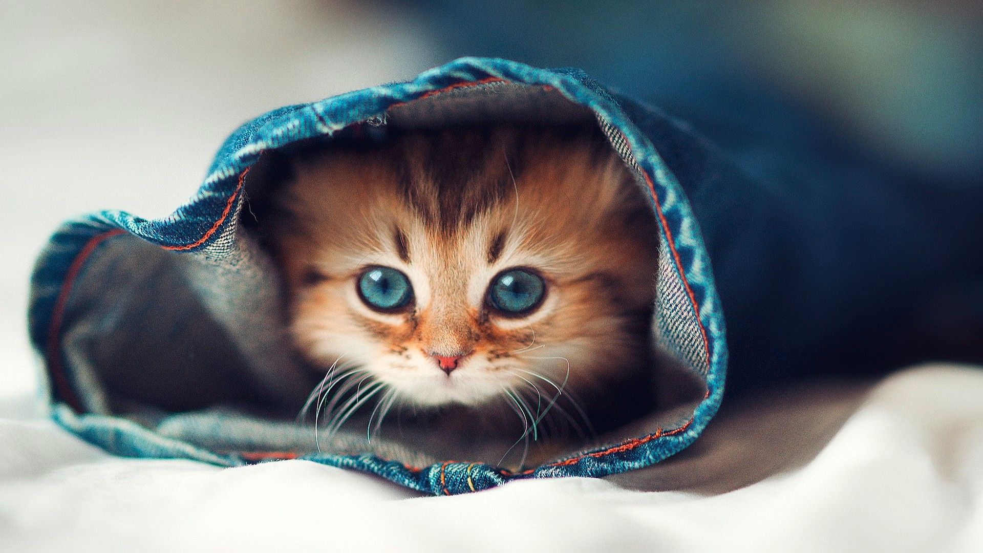 Gattino arrotolato in coperta, 1920x1080 Full HD 1080p, Monitor Gaming
