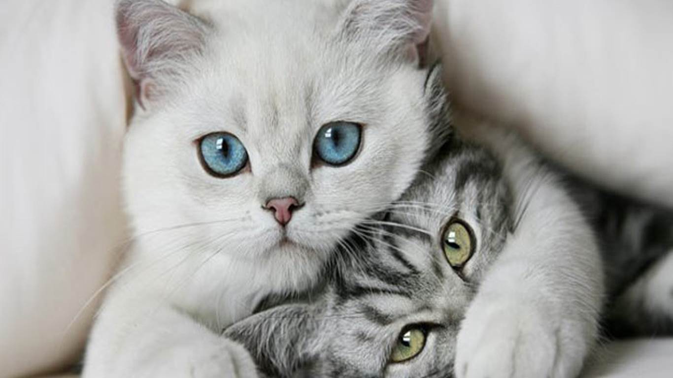 Due gattini bianchi grigi, 1366x768 HD, PC Desktop