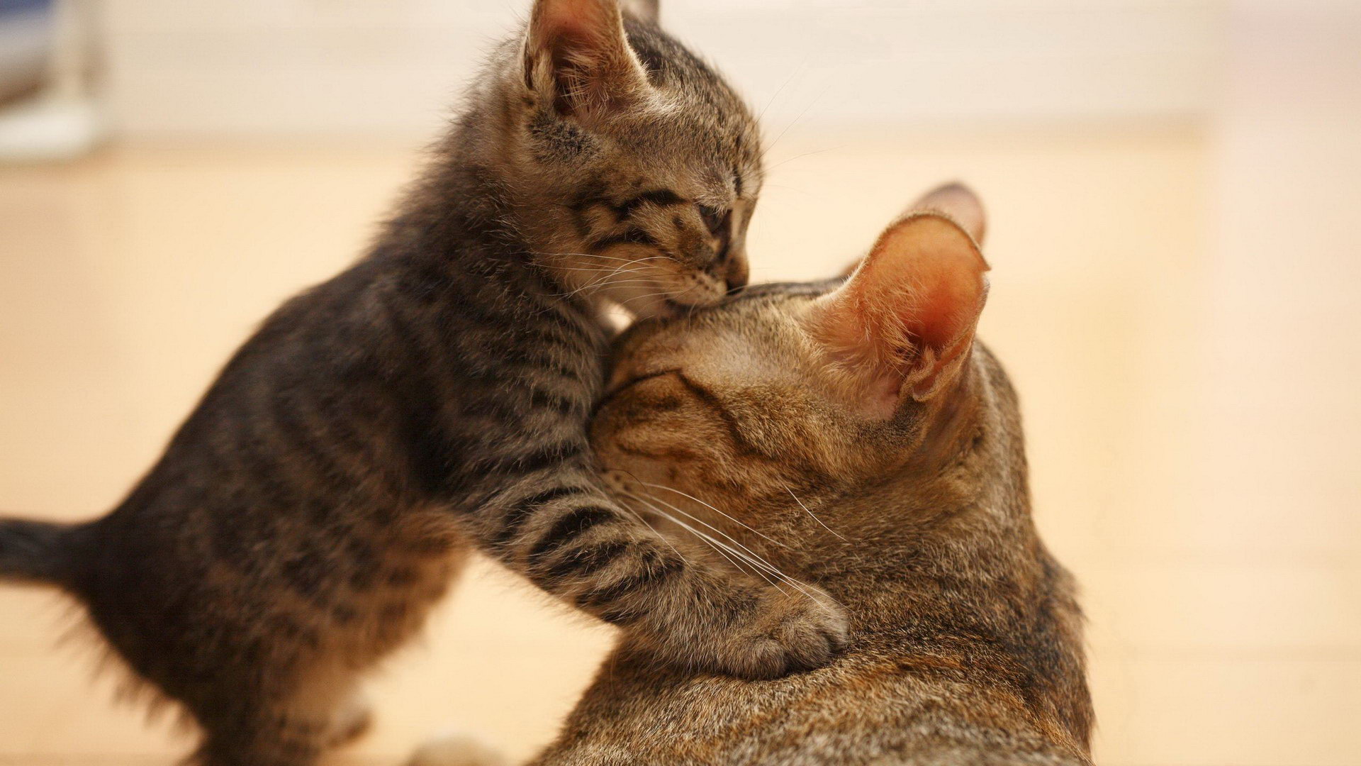 Gattino tigrato con gatto adulto, 1920x1080 1080p, PC